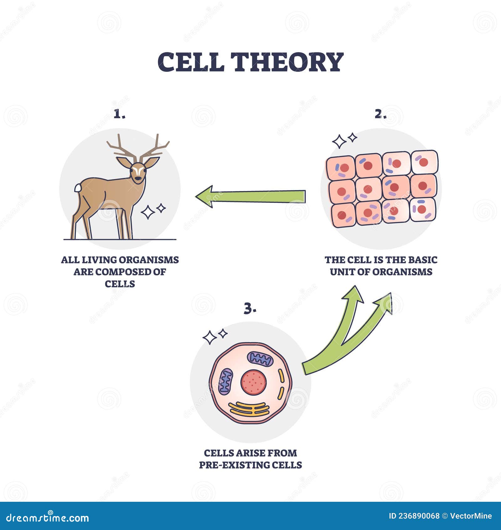 cell theory for evolution and pre existing cells development outline diagram