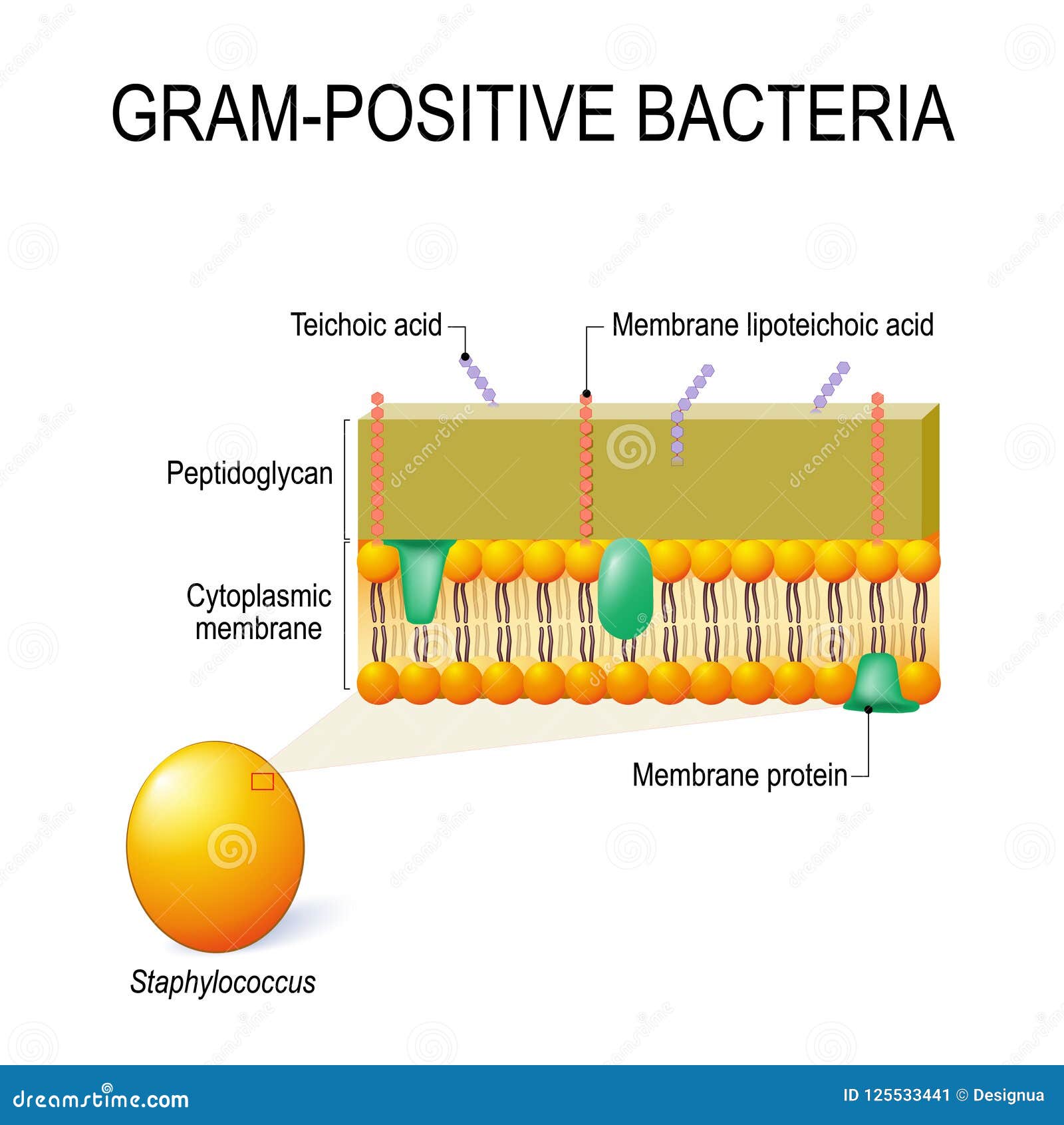 cell wall structure of gram-positive bacteria for example staphylococcus.