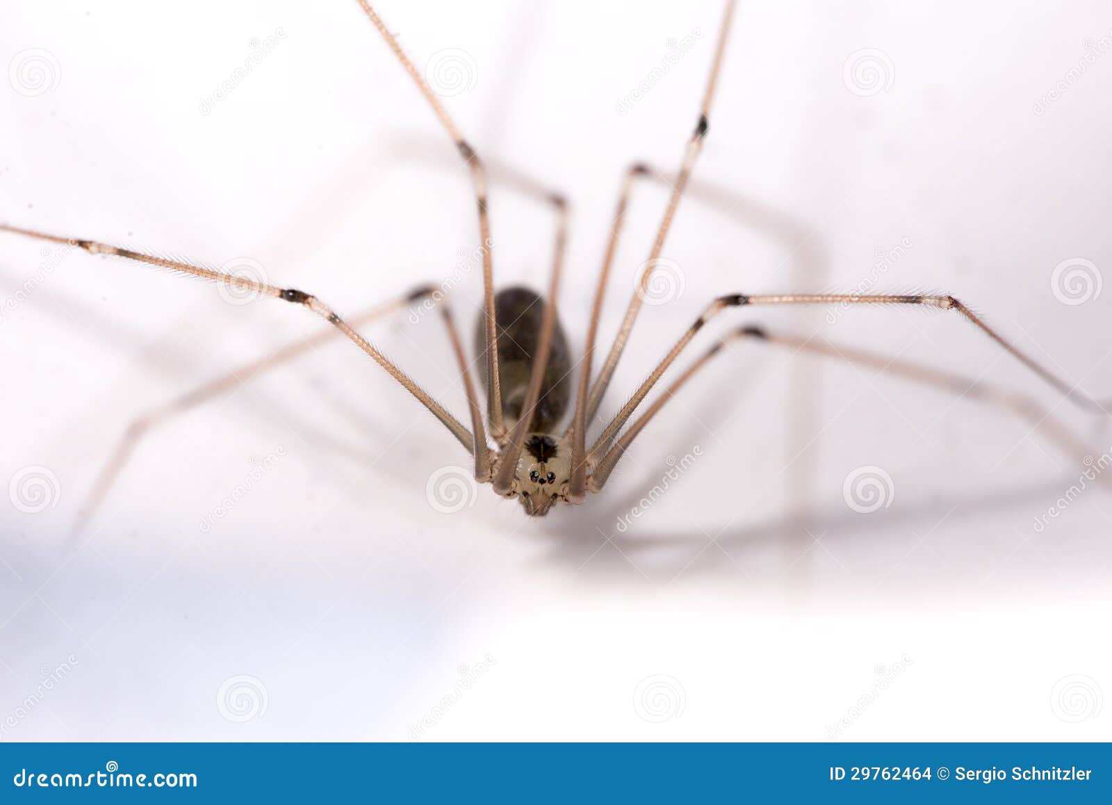 FAMILY PHOLCIDAE - Daddy long-leg Spiders