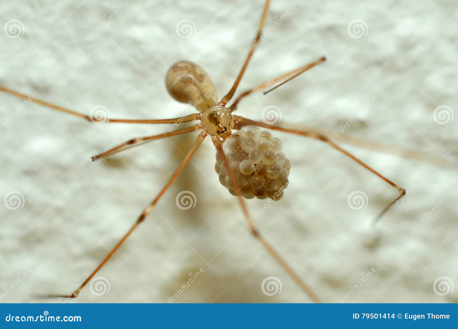 Female Daddy Long-legs Spider (Pholcus phalangioides) and eggs