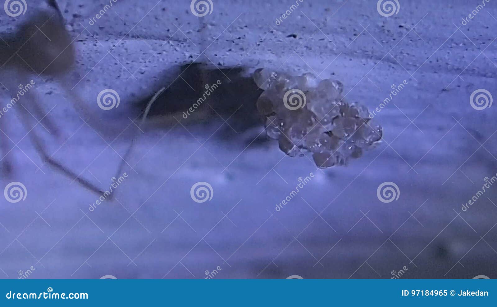 Cellar Spider Female Anchoring With Silk Its Hatching Eggs