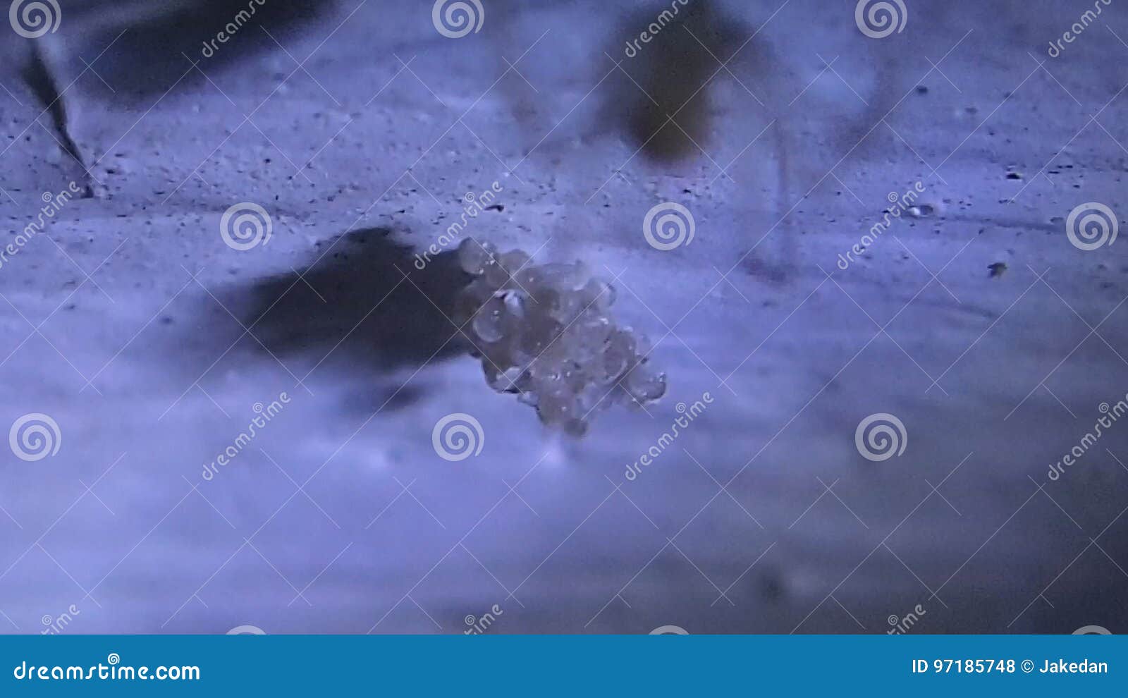 Cellar Spider Mother Making A Silk Web For Its Eggs On