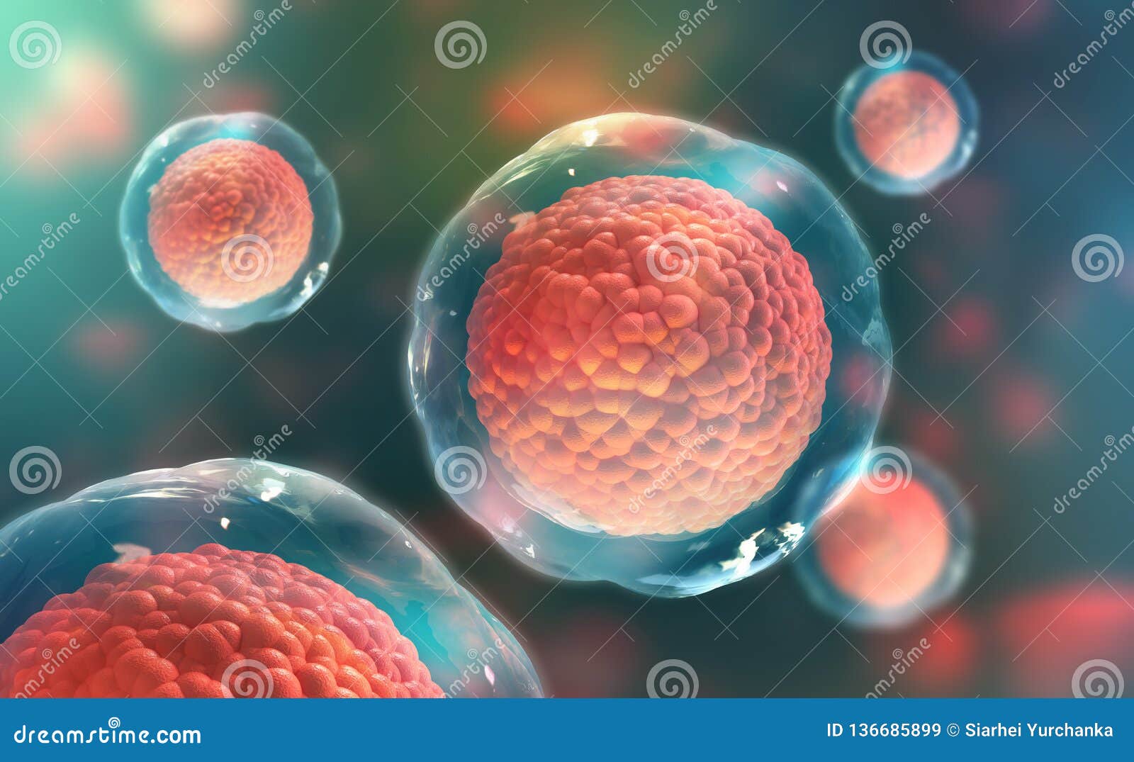 cells of the body under a microscope. research of stem cells