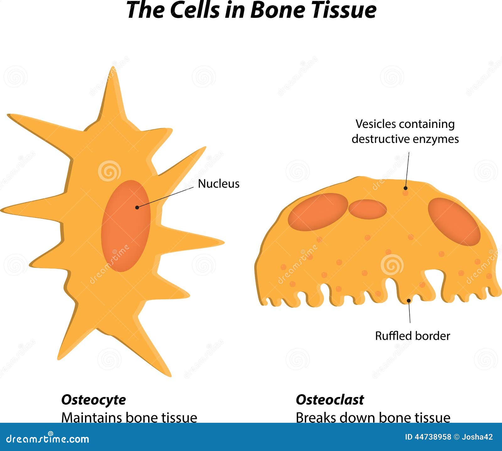 The Cells In Bone Tissue Stock Vector - Image: 44738958