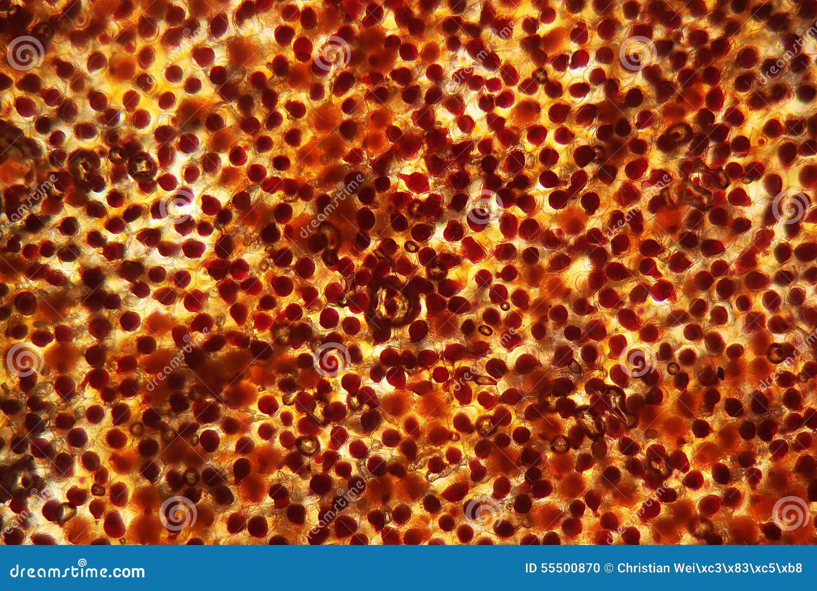 Cells of a flower leaf stock photo. Image of symmetry 55500870