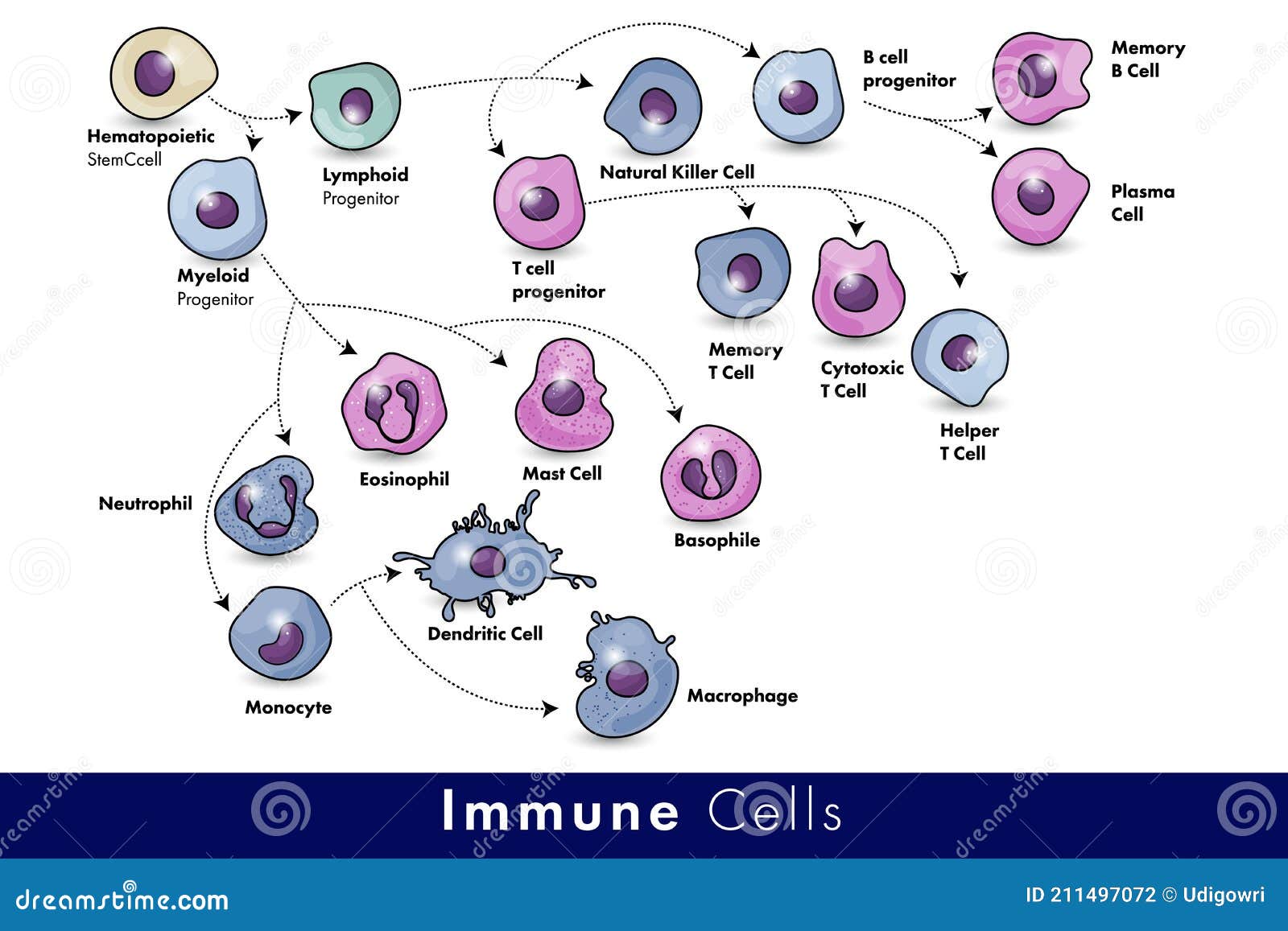 human immune system cells