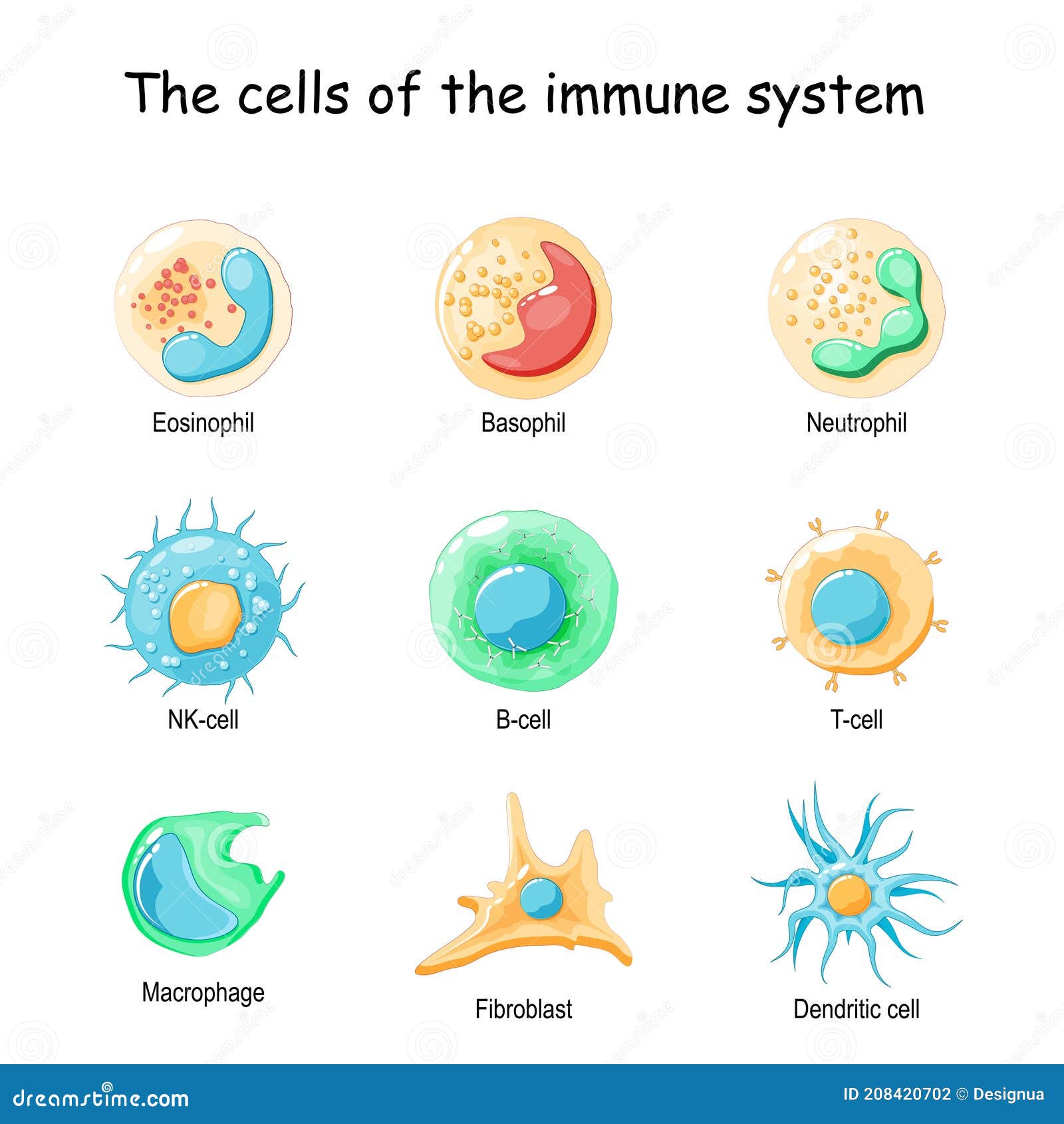 cells of the immune system. white blood cells