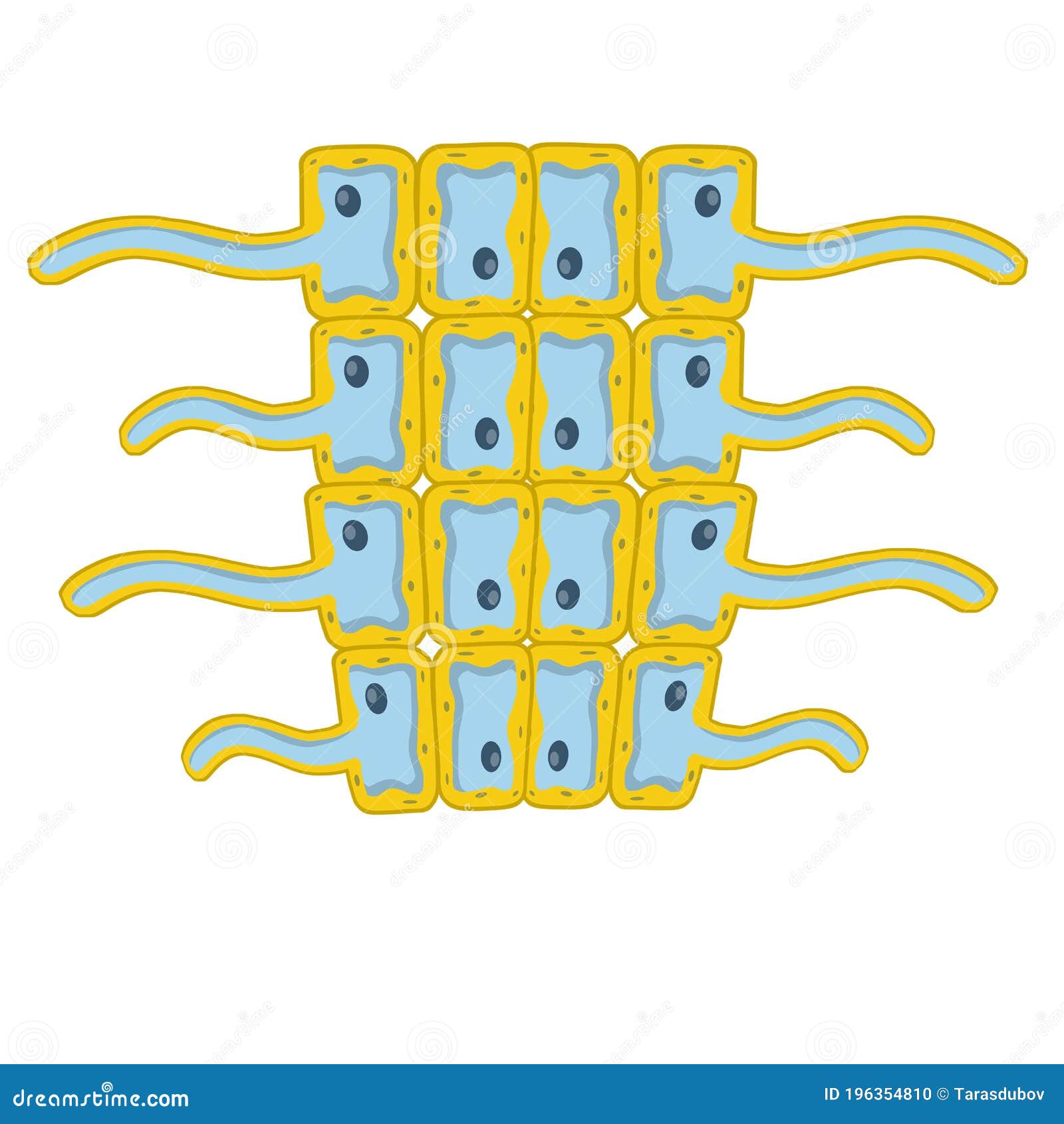 Cells Of Living Things Biology And Root Of The Plant Under A Microscope Stock Vector Illustration Of Leaf Hair Cells Of Living Things Biology And Root Of The Plant Under A Microscope Stock Vector Illustration Of Leaf Hair
