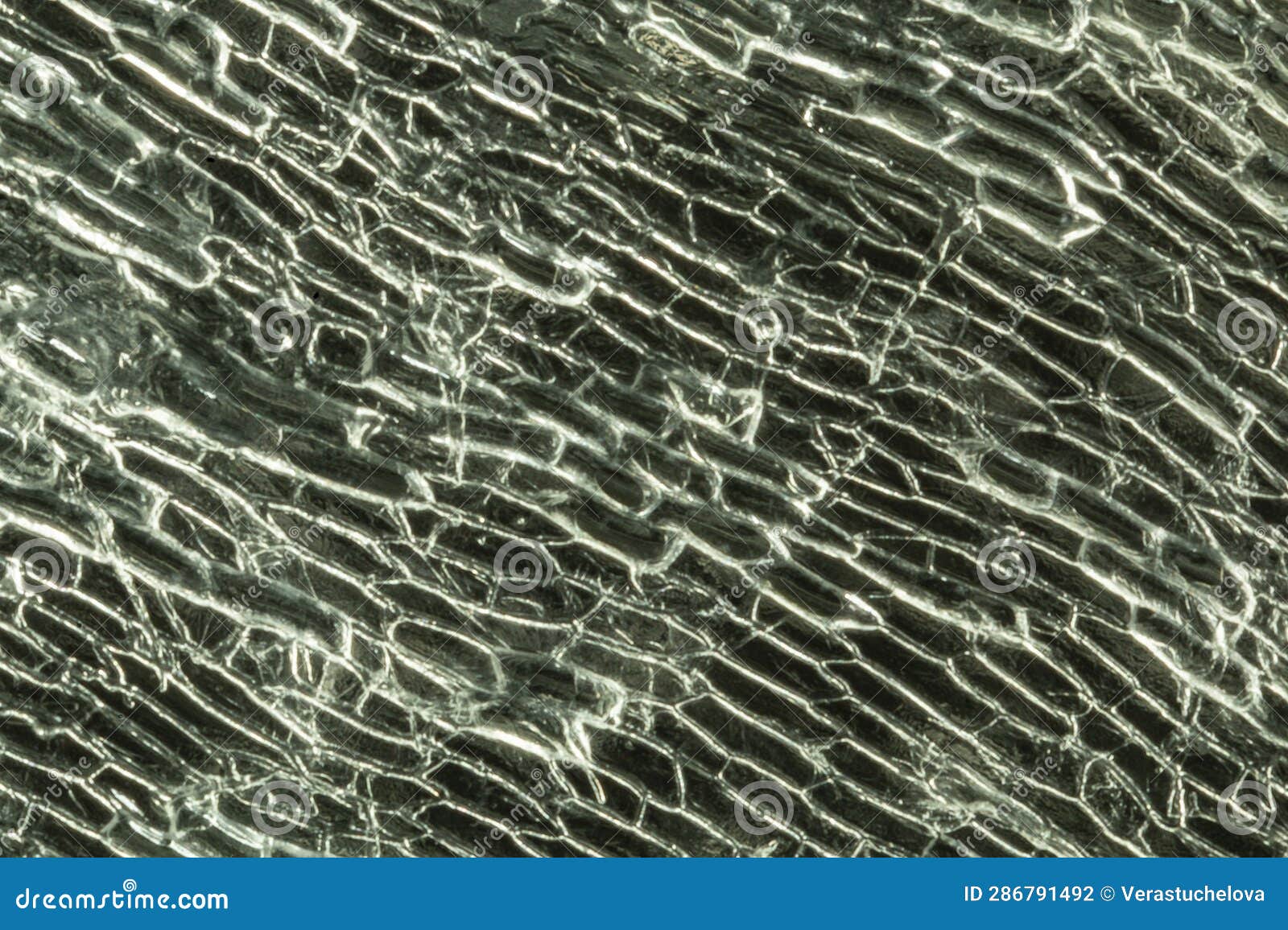 Cells of the Onion Skin Allium Cepa Under Microscope Stock Photo