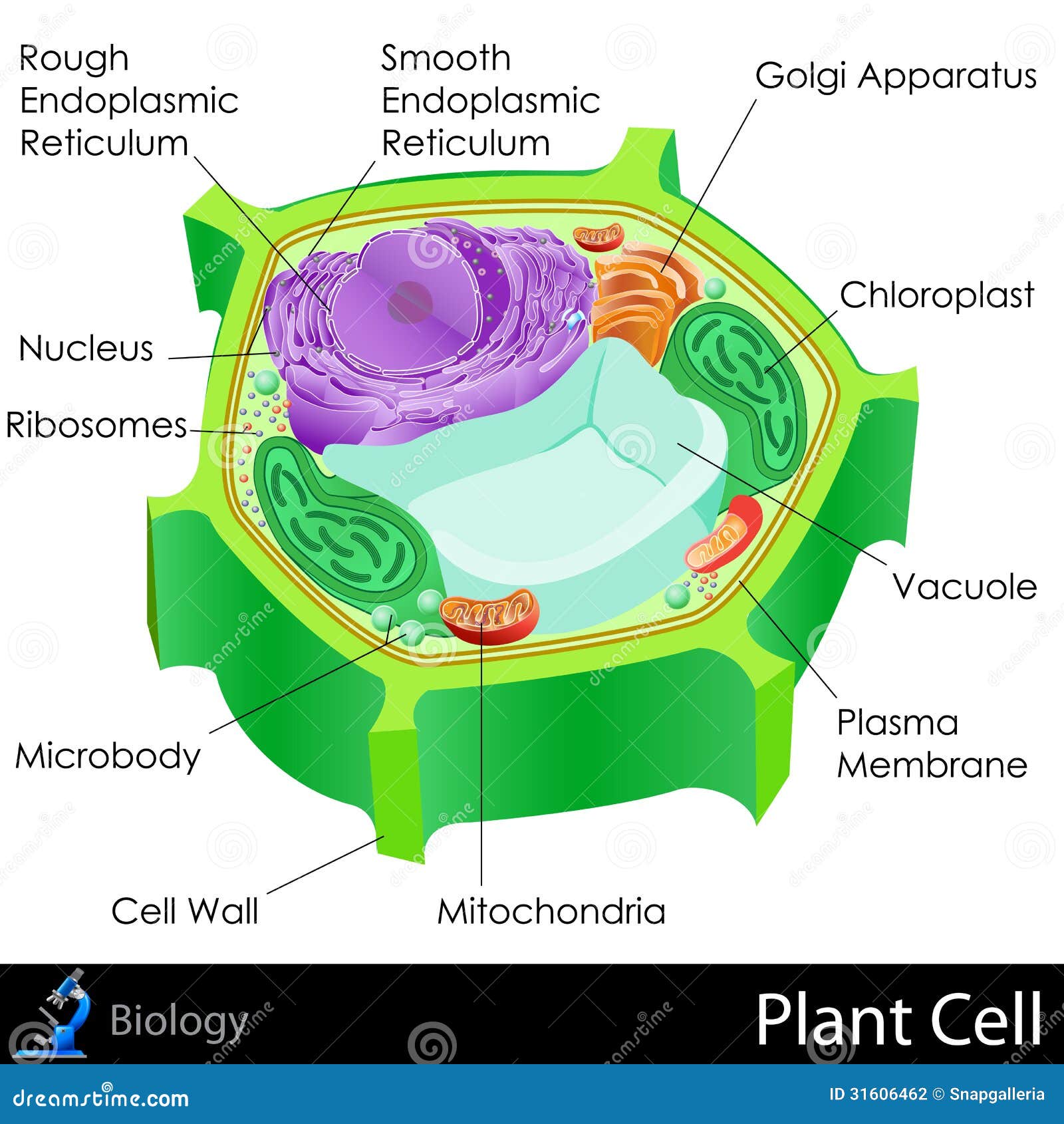 Cellula Vegetale Illustrazioni Vettoriali E Clipart Stock 266 Illustrazioni Stock