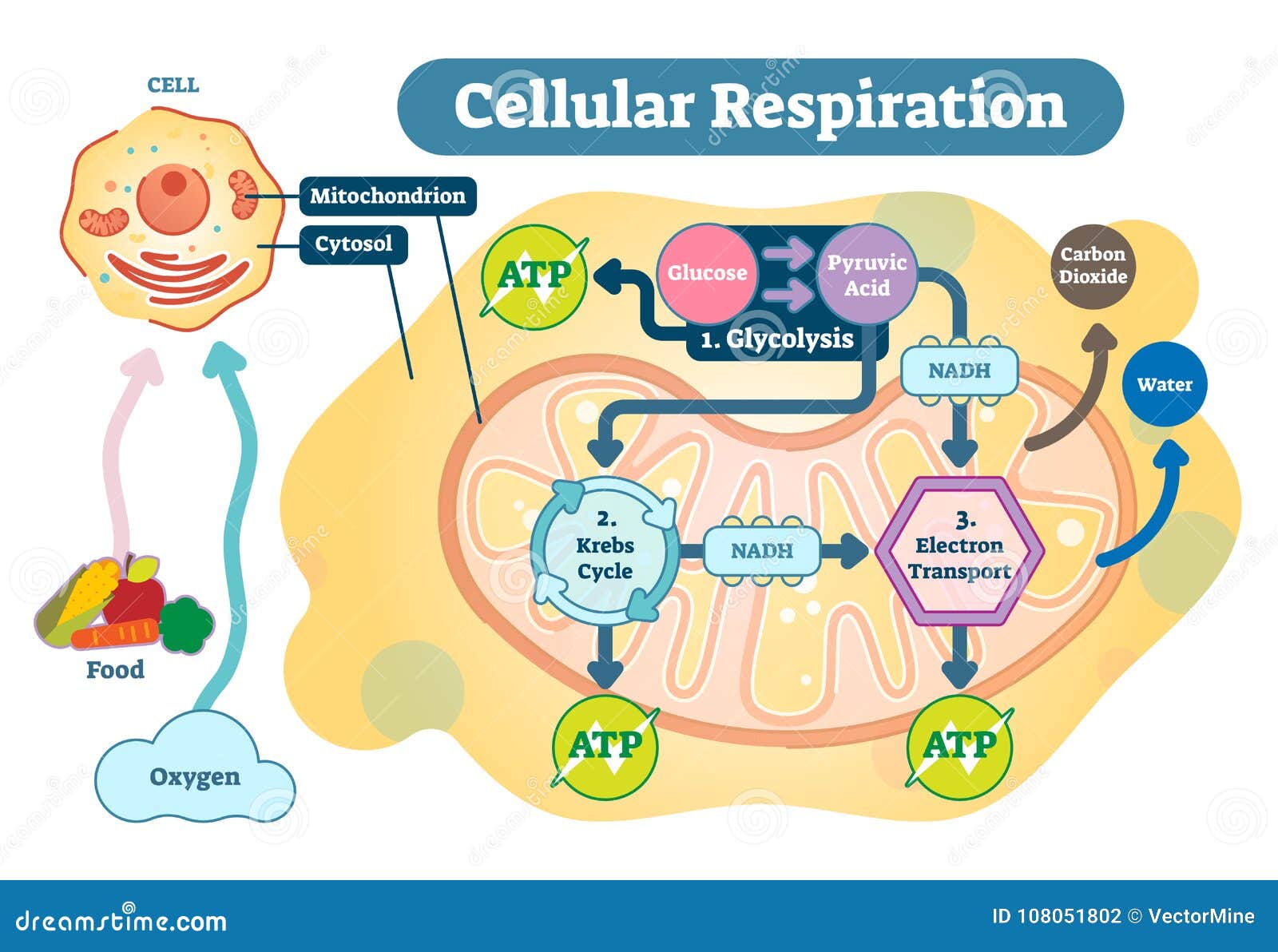 Cellular Respiration Medical Vector Illustration Diagram, Respiration  Process Scheme. Stock Vector - Illustration of research, biochemical:  108051802
