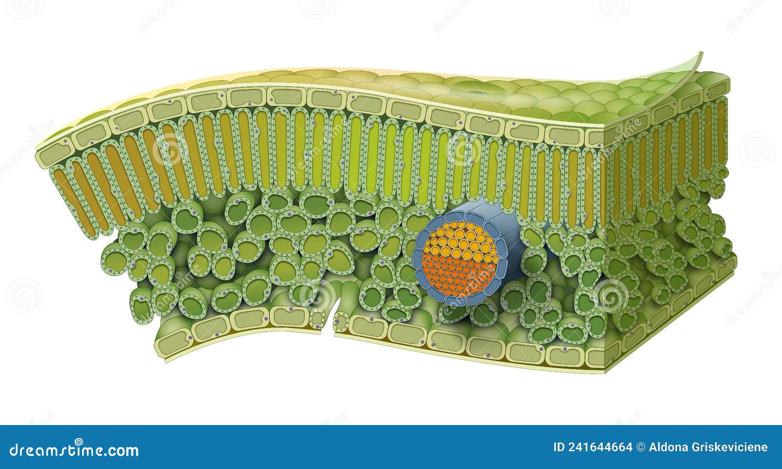 cellular structure of leaf. internal leaf structure a leaf is made of many layers that are sandwiched between two layers of tough