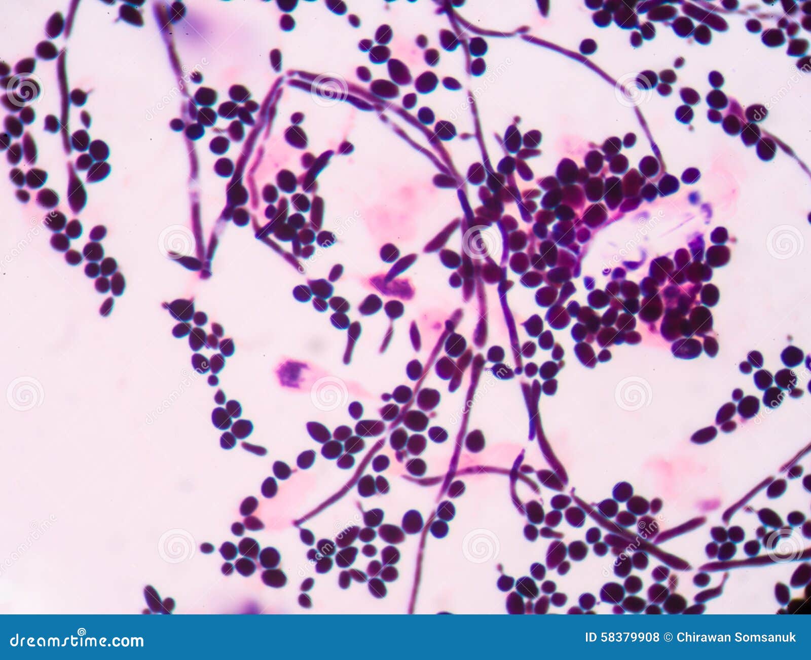 Germogli In Unicona Della Scatola Di Piantine Adesivo Schizzo Disegnato A Mano Gm1299450460 392066478