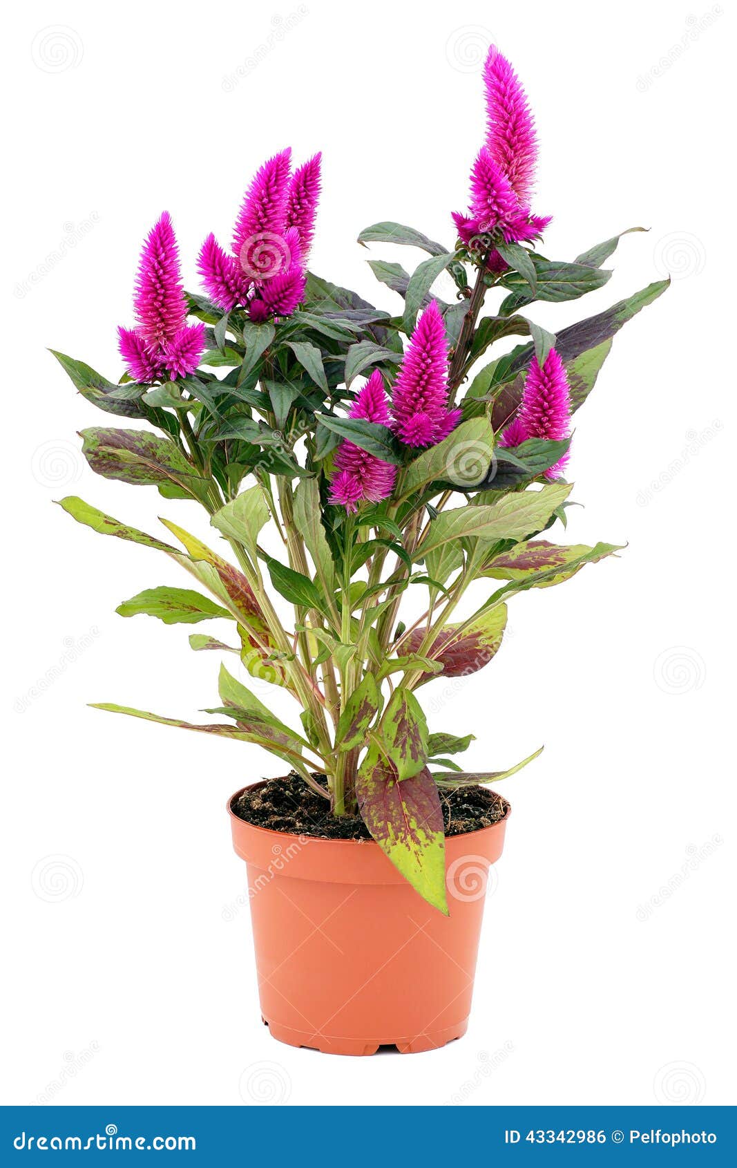Celosia Planter Stock Photos - Free \u0026 Royalty-Free Stock Photos from  Dreamstime, image size:1067x1690