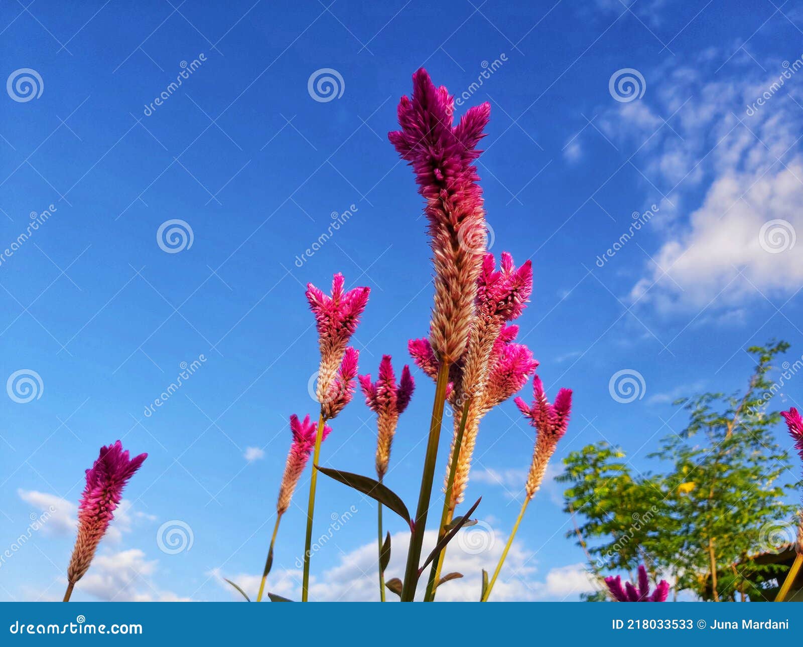 celosia argentea l. or abanico in pota, flores, ntt, indonesia