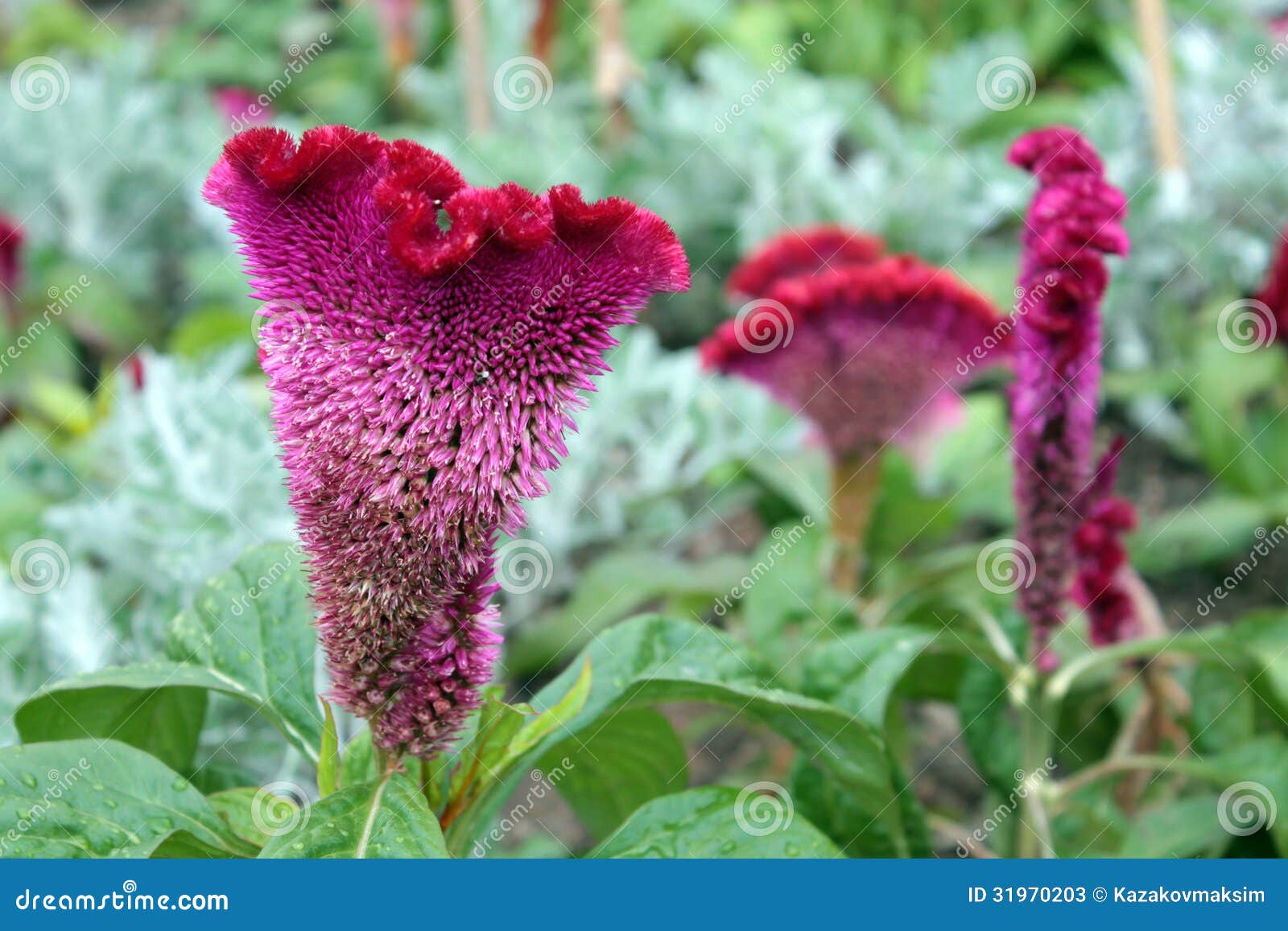 Celosia Cristata Cockscomb Flower Stock Image Image Of Bush Botany 31970203