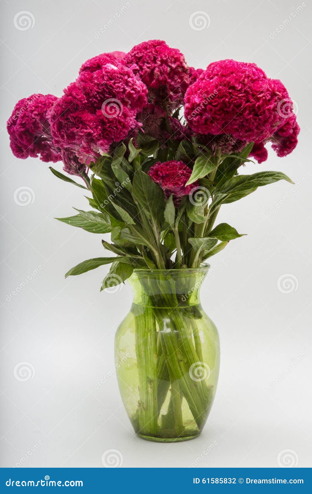 celosia cristata known as cockscomb or terciopelo