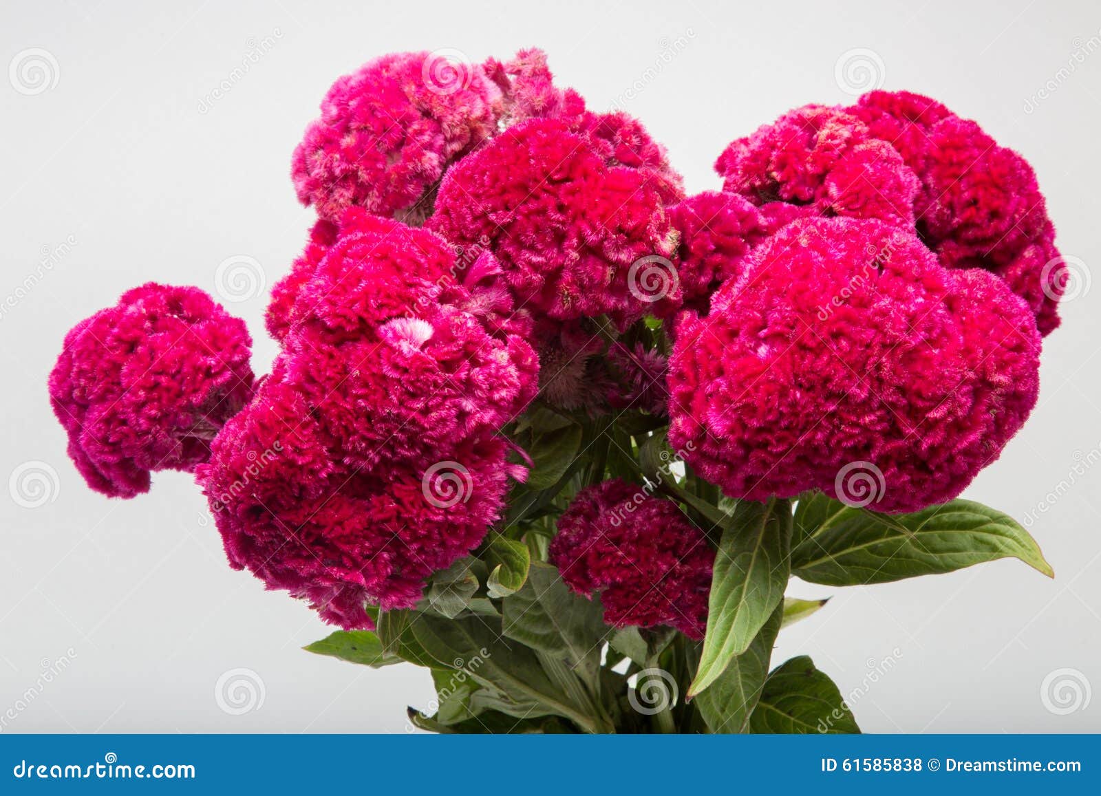 celosia cristata known as cockscomb