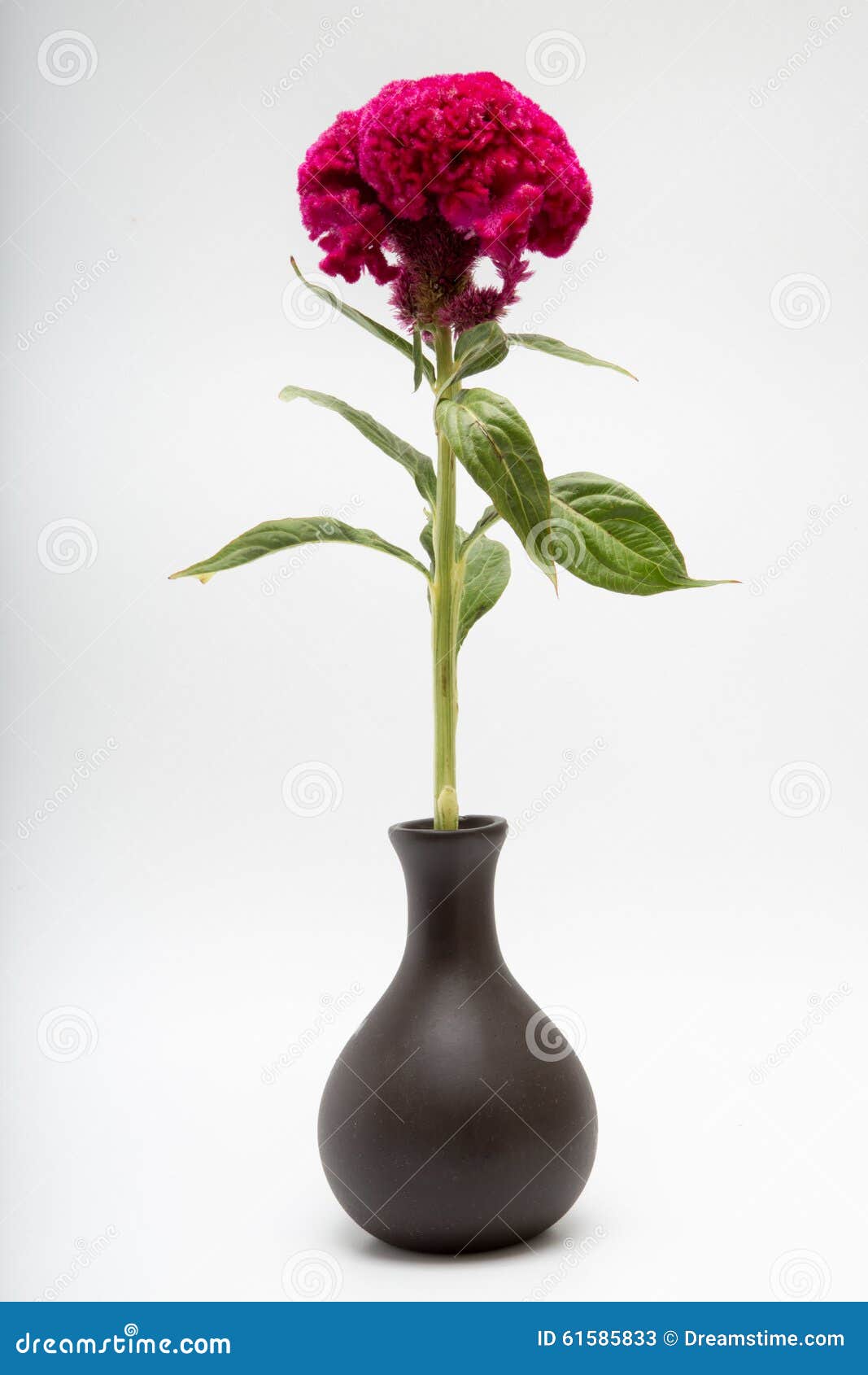 celosia cristata known as cockscomb or terciopelo in vase