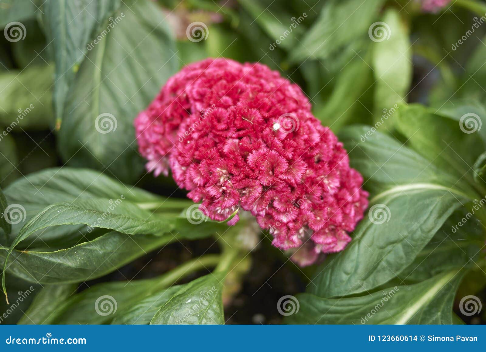 Flower Close Up Of Celosia Cristata Plant Stock Photo Image Of Leaves Colorful 123660614