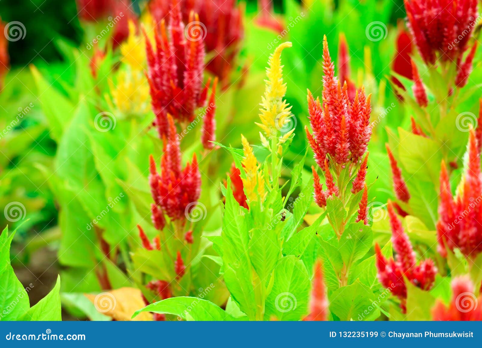 Celosia Bouquet is Bloom in Garden during the Summer Stock Image