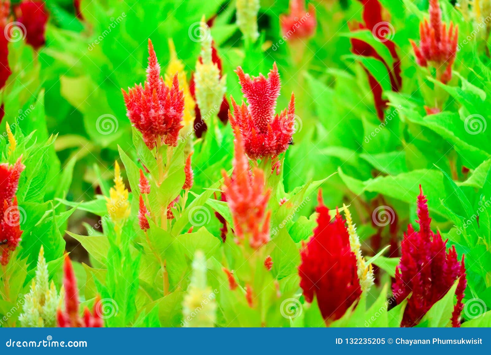 Celosia Flower Bouquet Is Bloom In Garden During The Summer Stock Image Image Of Annual Colorful 132235205
