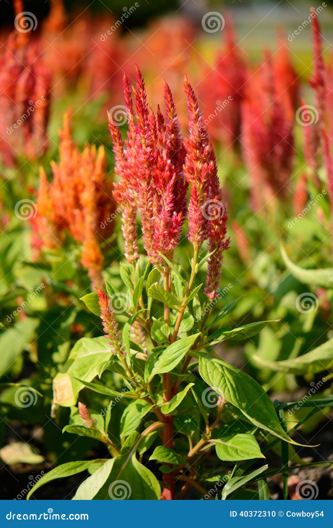 Celosia Flower (Celosia Argentea) Stock Photo Image of landscape, tropical 40372310
