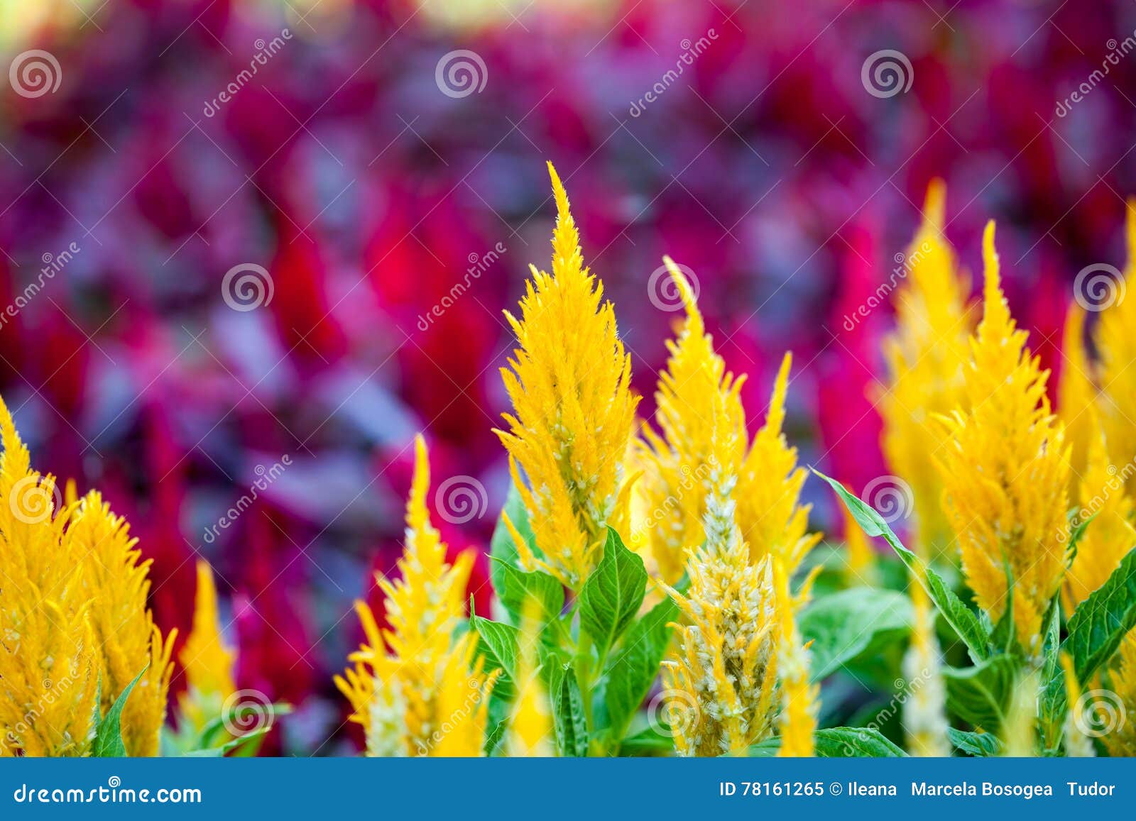 Celosia Plumosa plant stock image. Image of growth, green 78161265