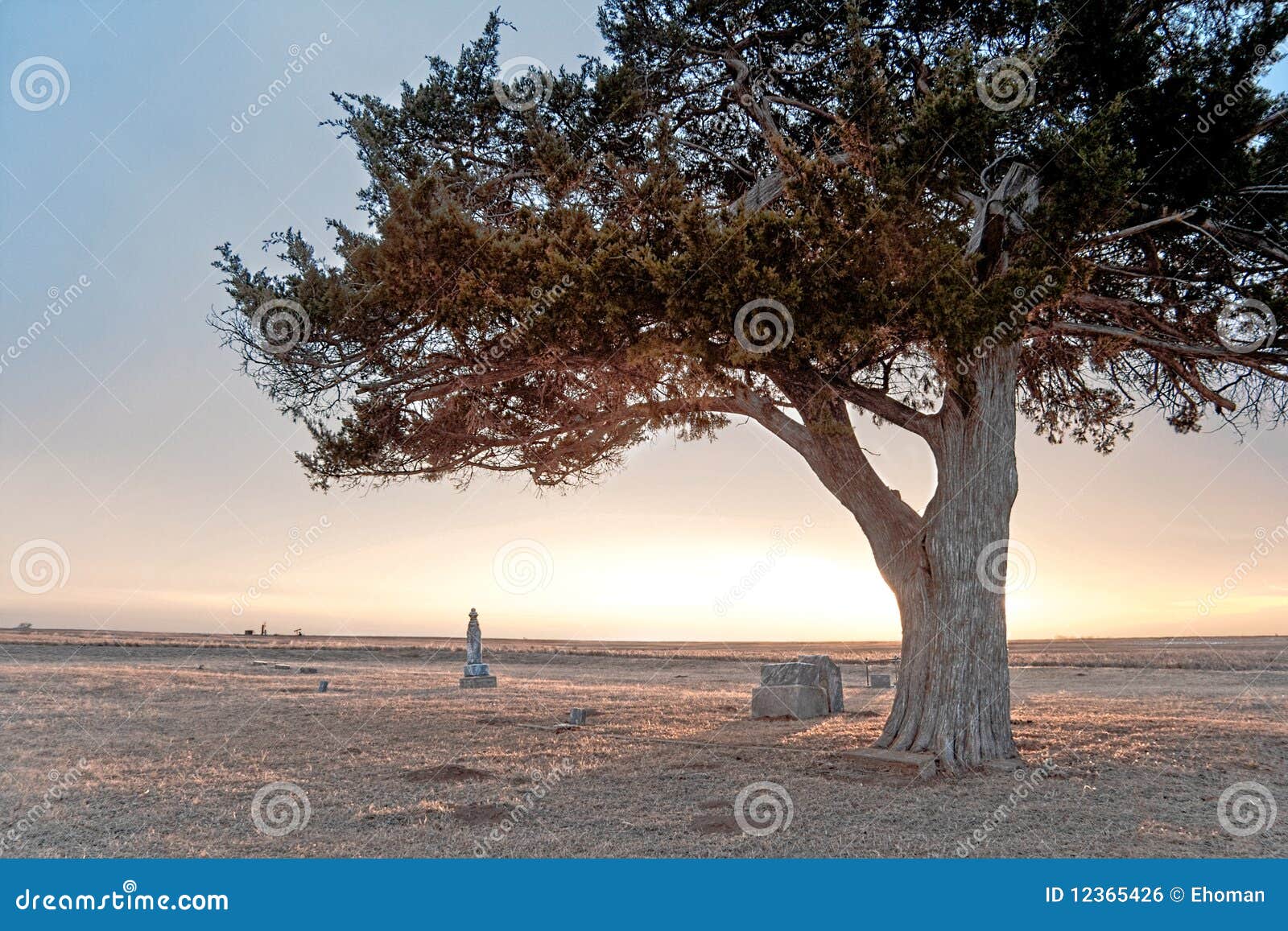 Cemetery Cedar at Sunset stock photo. Image of graveyard 12365426