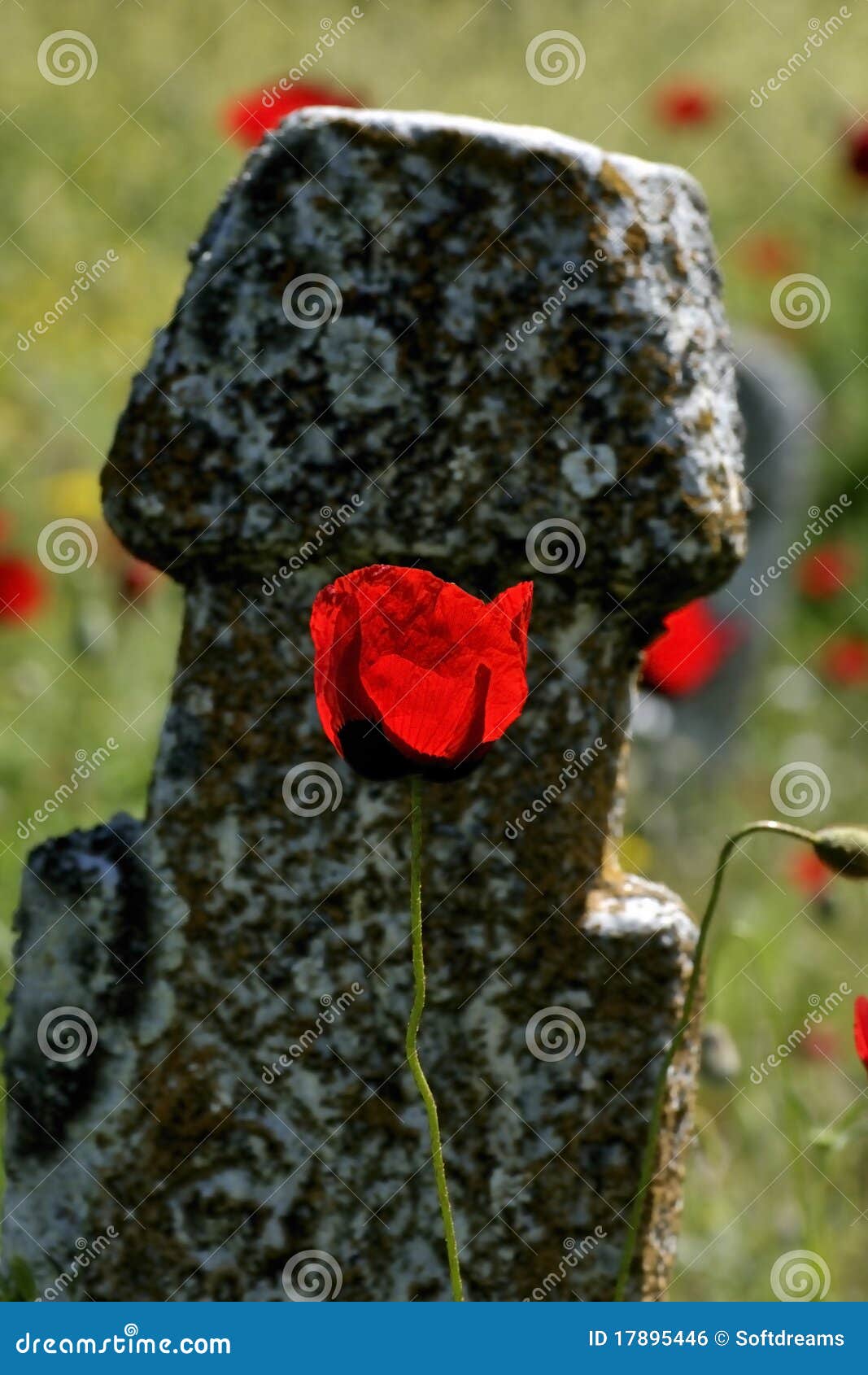 Cemetery Stone and Poppy Flower Stock Photo Image of poppy, death