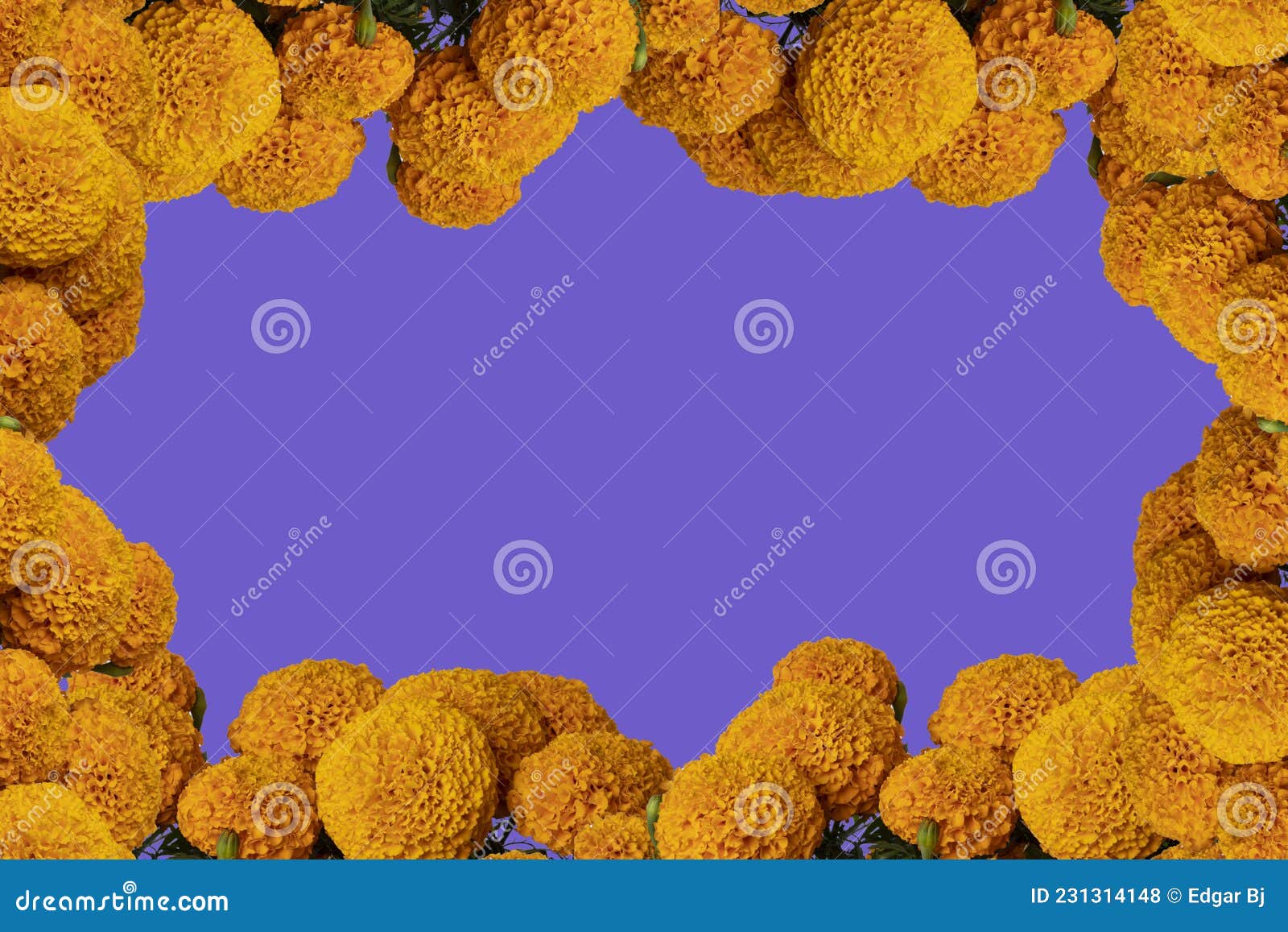 Cempasuchil Flower Frame with Colored Background and Space for Text