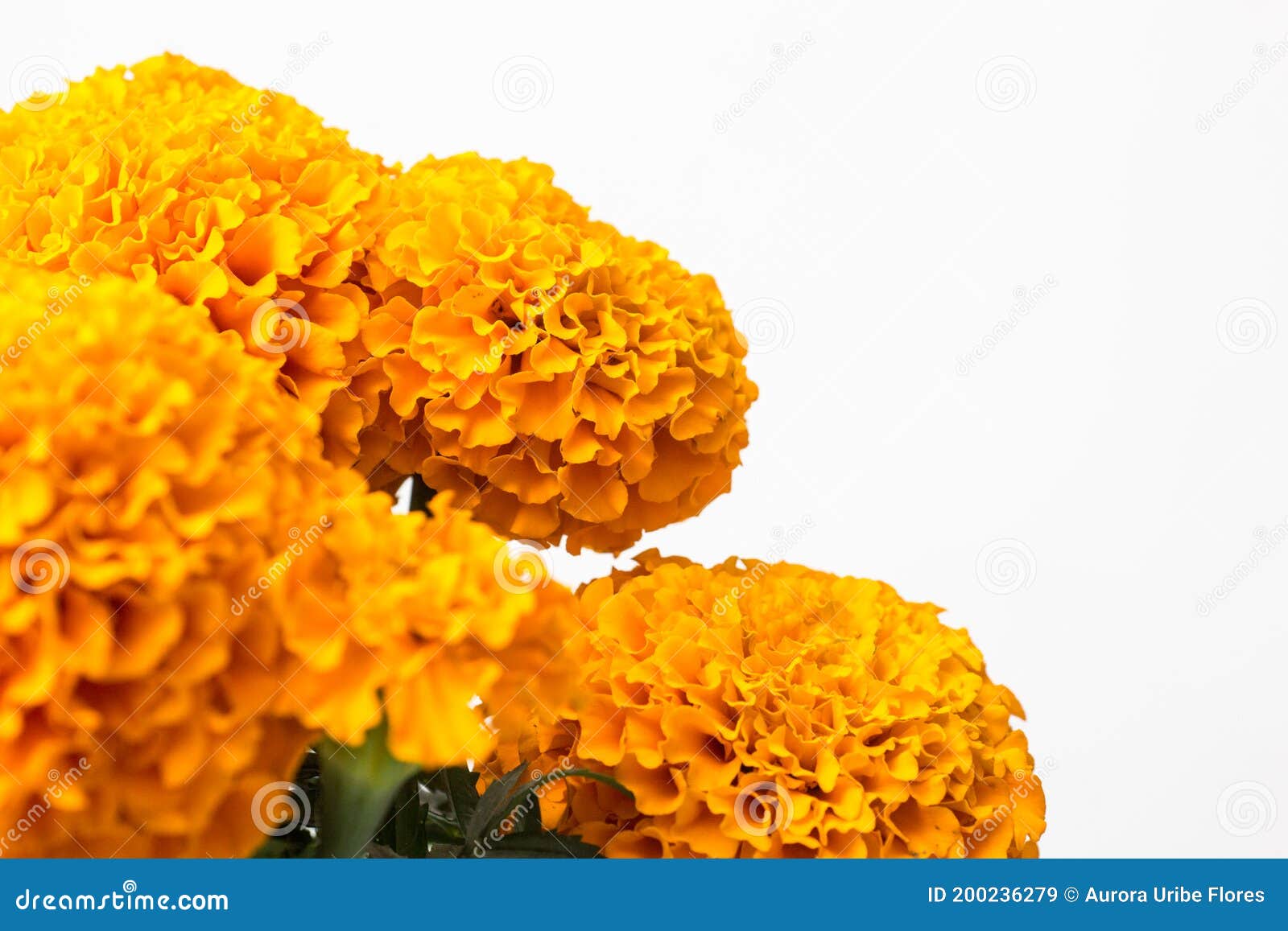 Day of the Dead Cempasuchil Flowers Stock Image - Image of symbol, mexican:  200236279