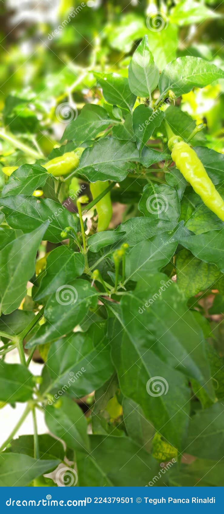 Cengek / Cayenne Pepper stock image. Image of pepper 224379501