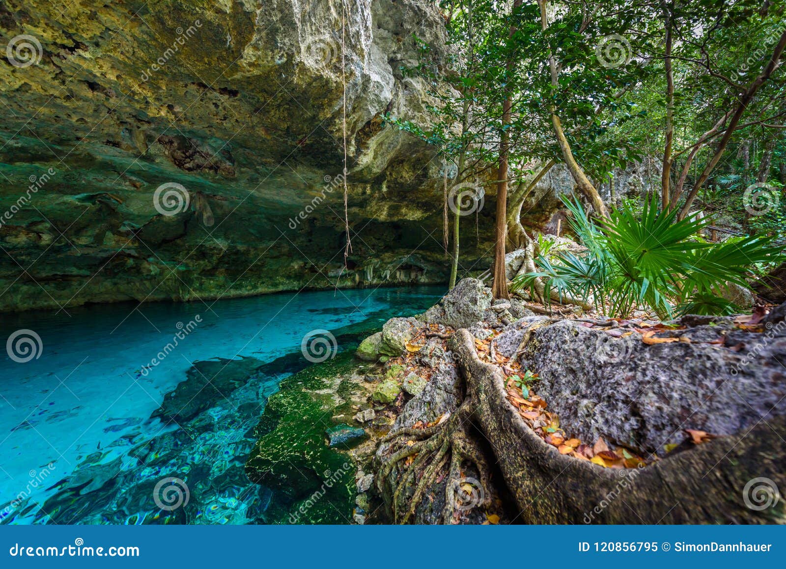 cenote dos ojos in quintana roo, mexico. people swimming and snorkeling in clear blue water. this cenote is located close to