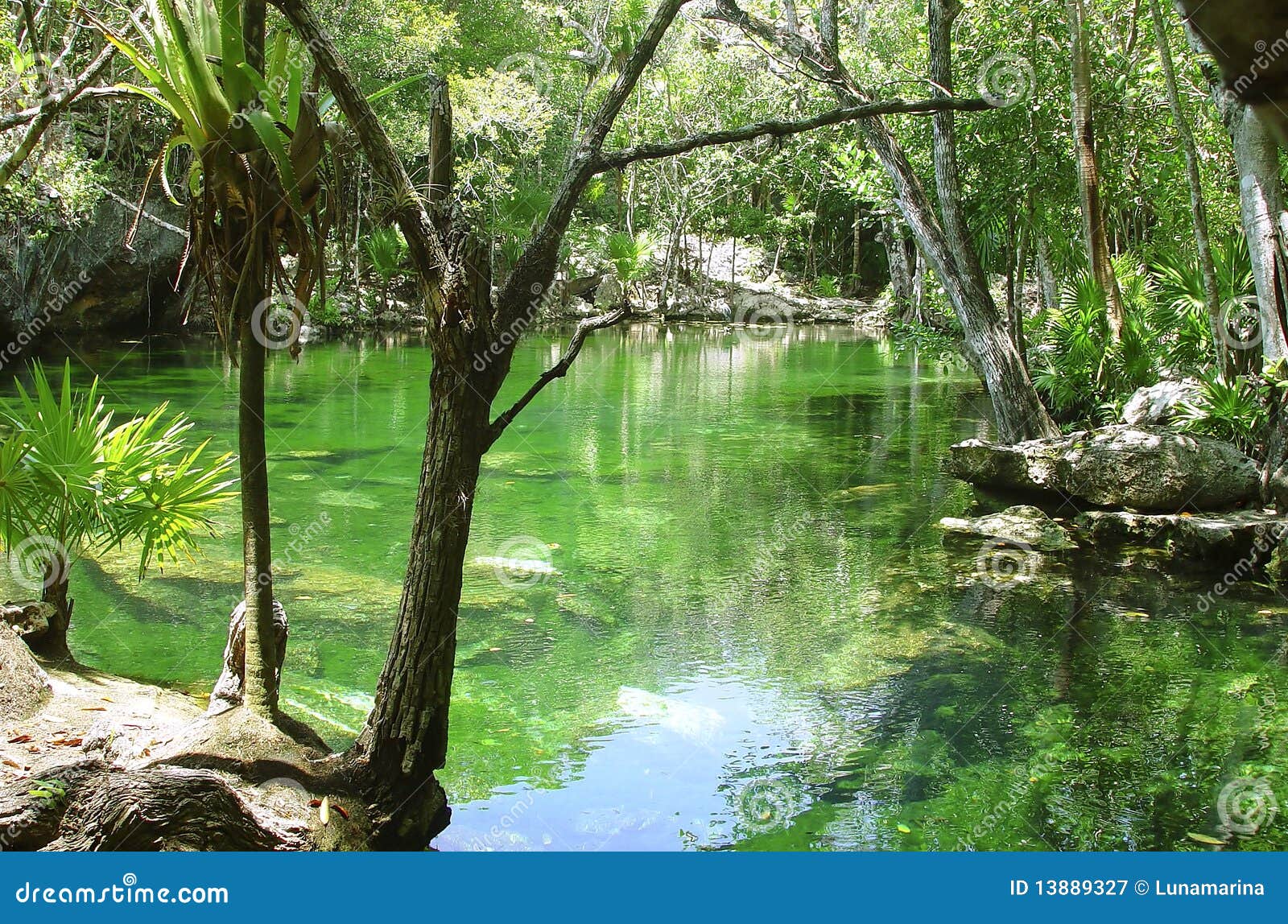 cenote riviera maya jungle mayan quintana roo