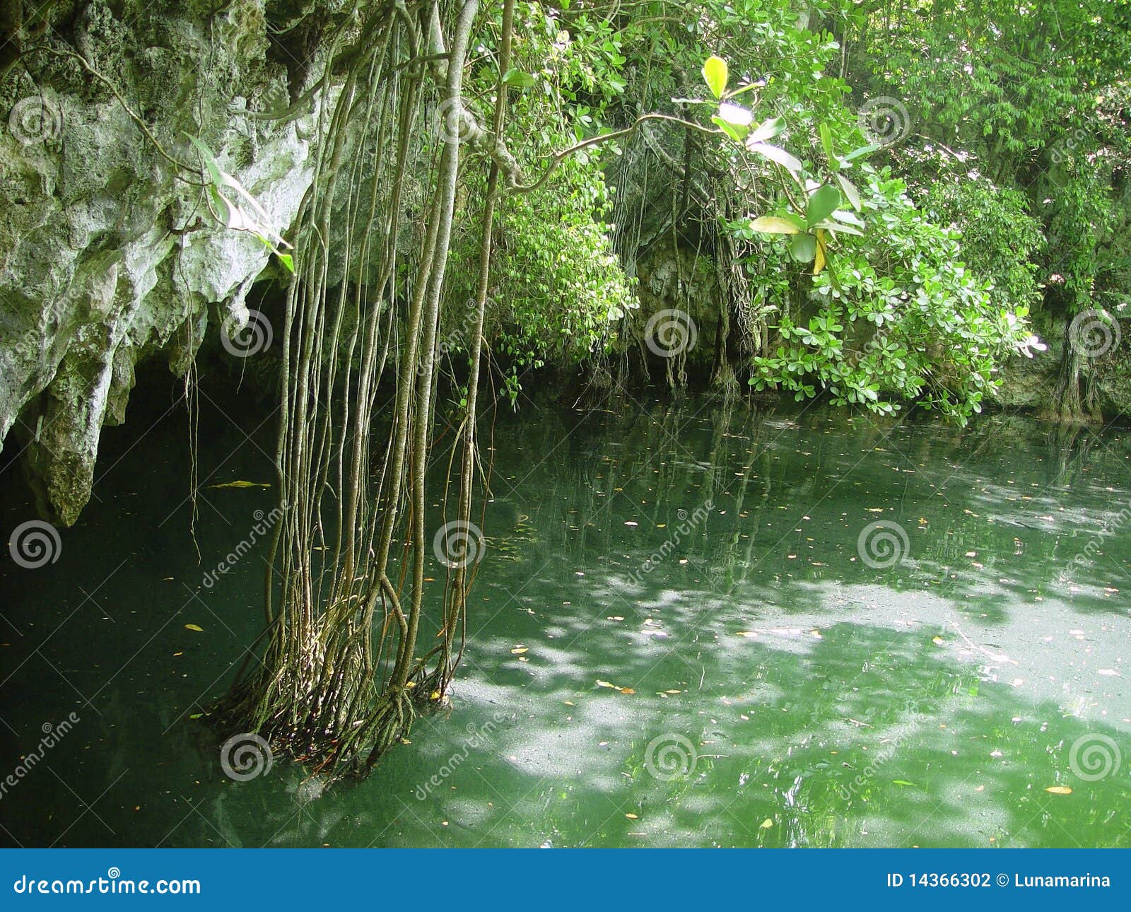 cenote riviera maya jungle mayan quintana roo