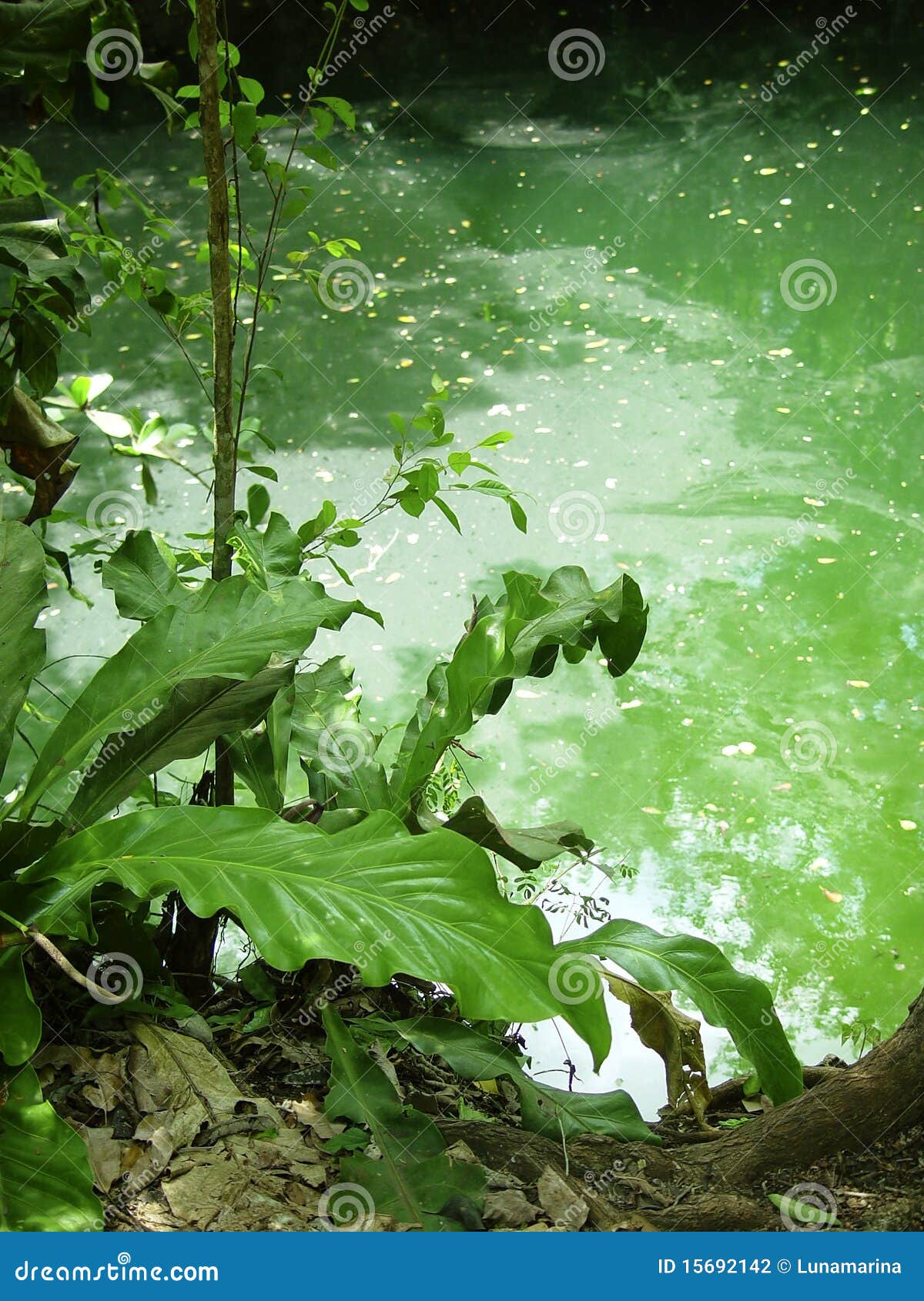 cenote riviera maya jungle mayan quintana roo