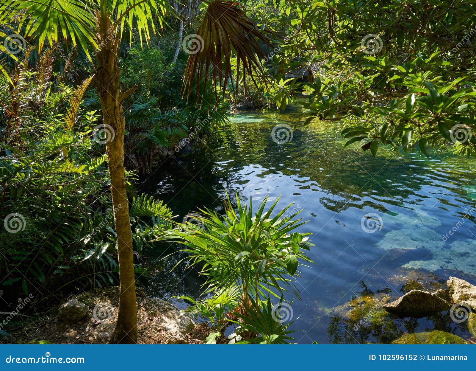 Cenote In Riviera Maya Of Mayan Mexico Stock Photo Image