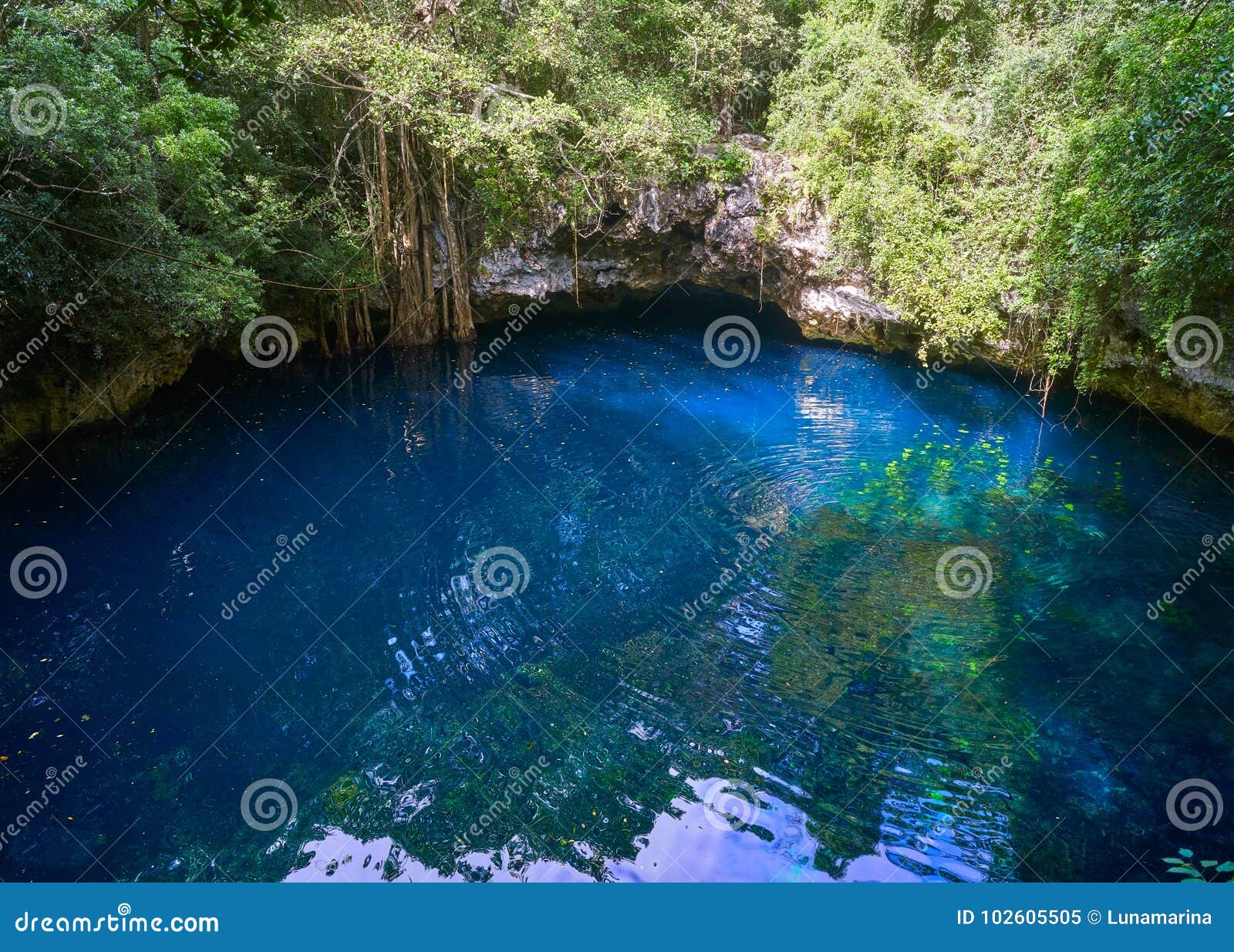 Cenote Sinkhole In Rainforest Mayan Jungle Stock Image