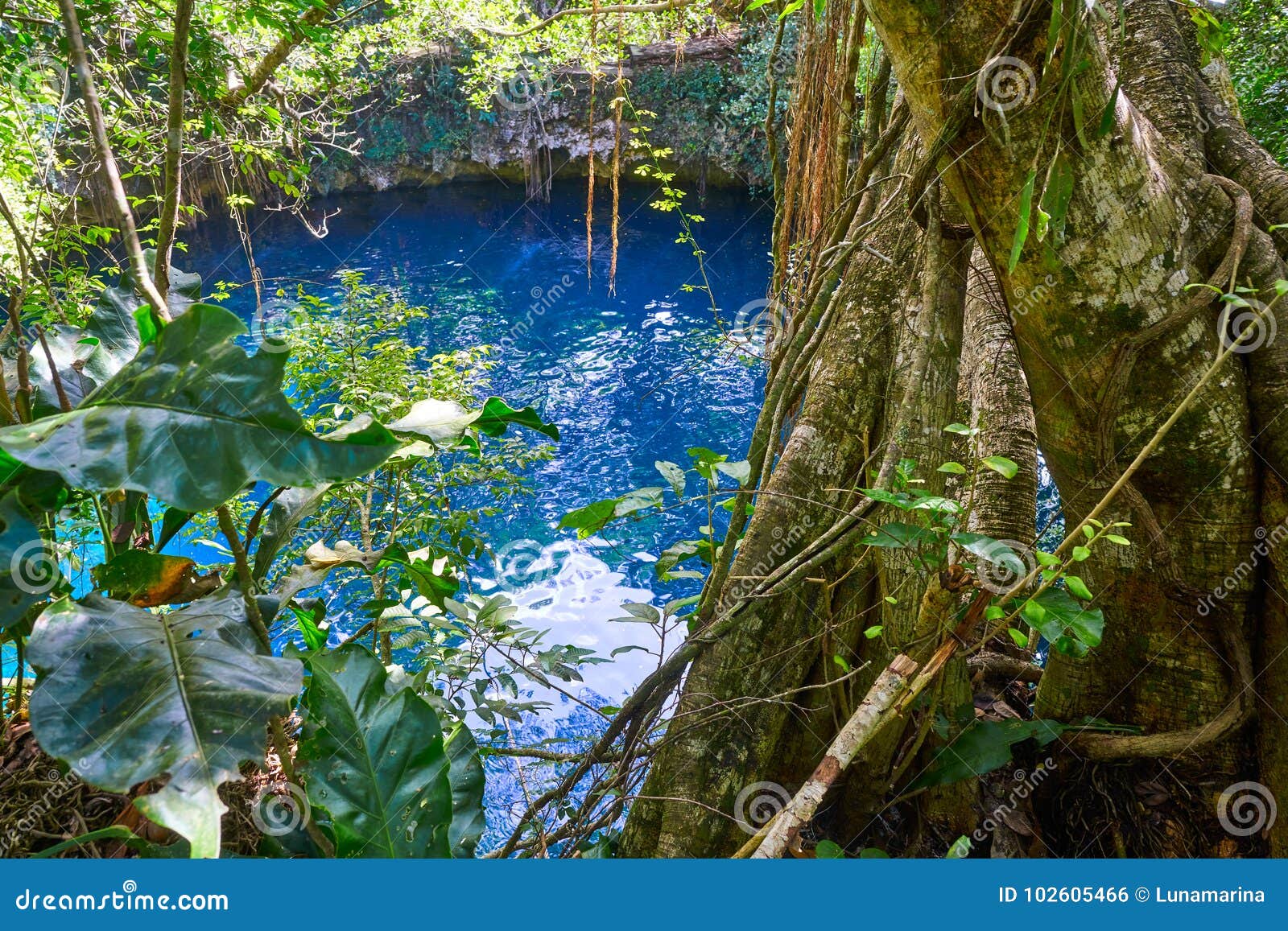 Cenote Sinkhole In Rainforest Mayan Jungle Stock Photo