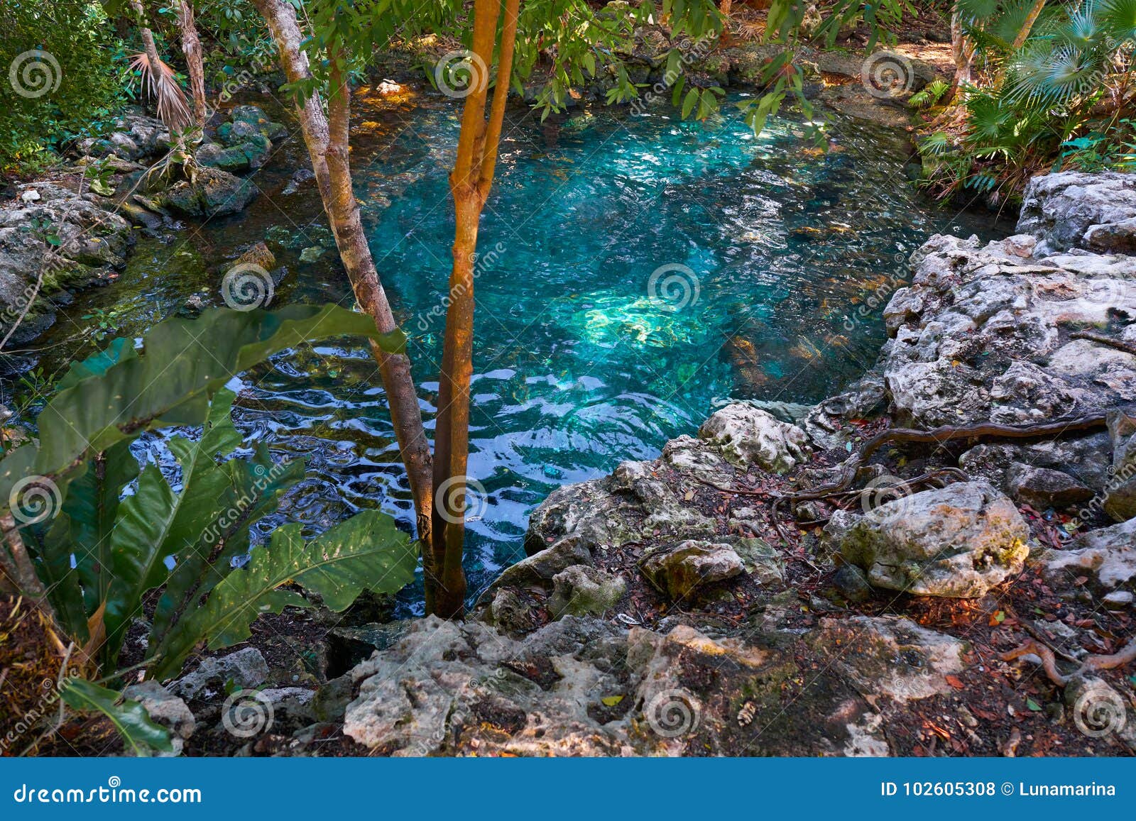 Cenote Sinkhole In Riviera Maya Of Mexico Stock Photo