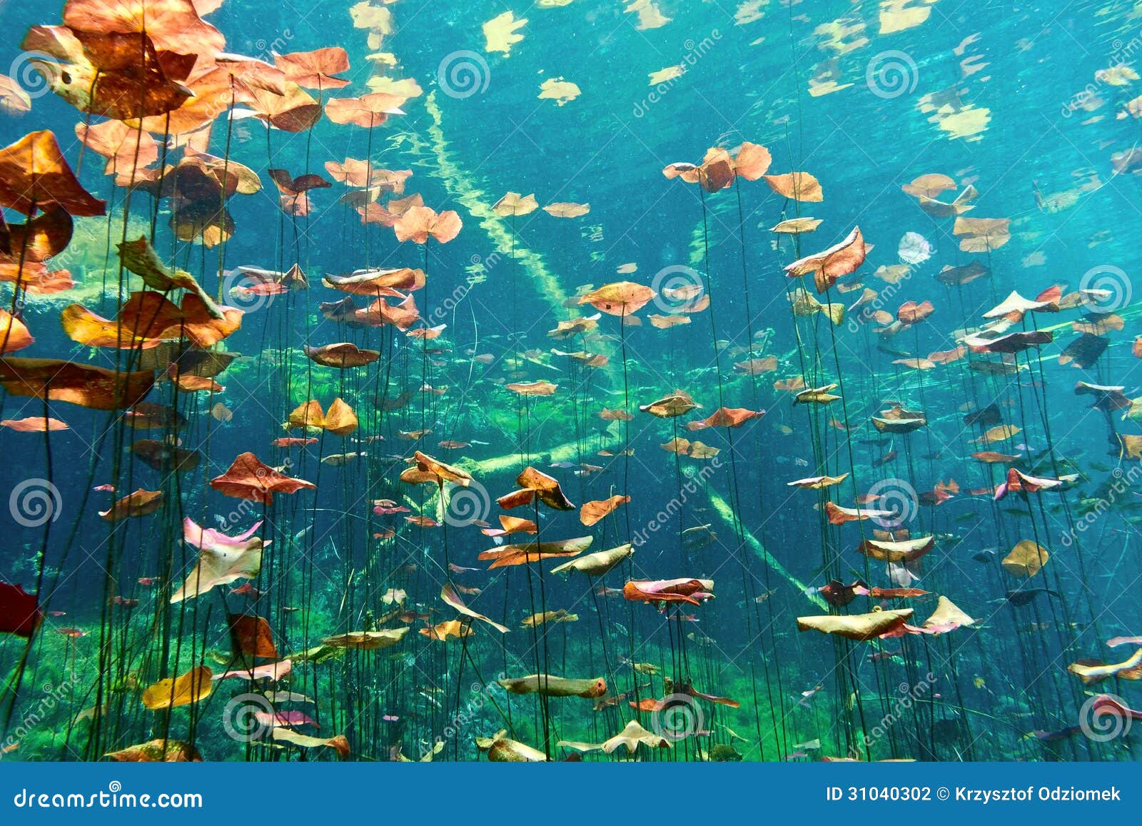 Cenote Underwater Stock Photo Image Of Fresh Caves Cenote Underwater Stock Photo Image Of Fresh Caves