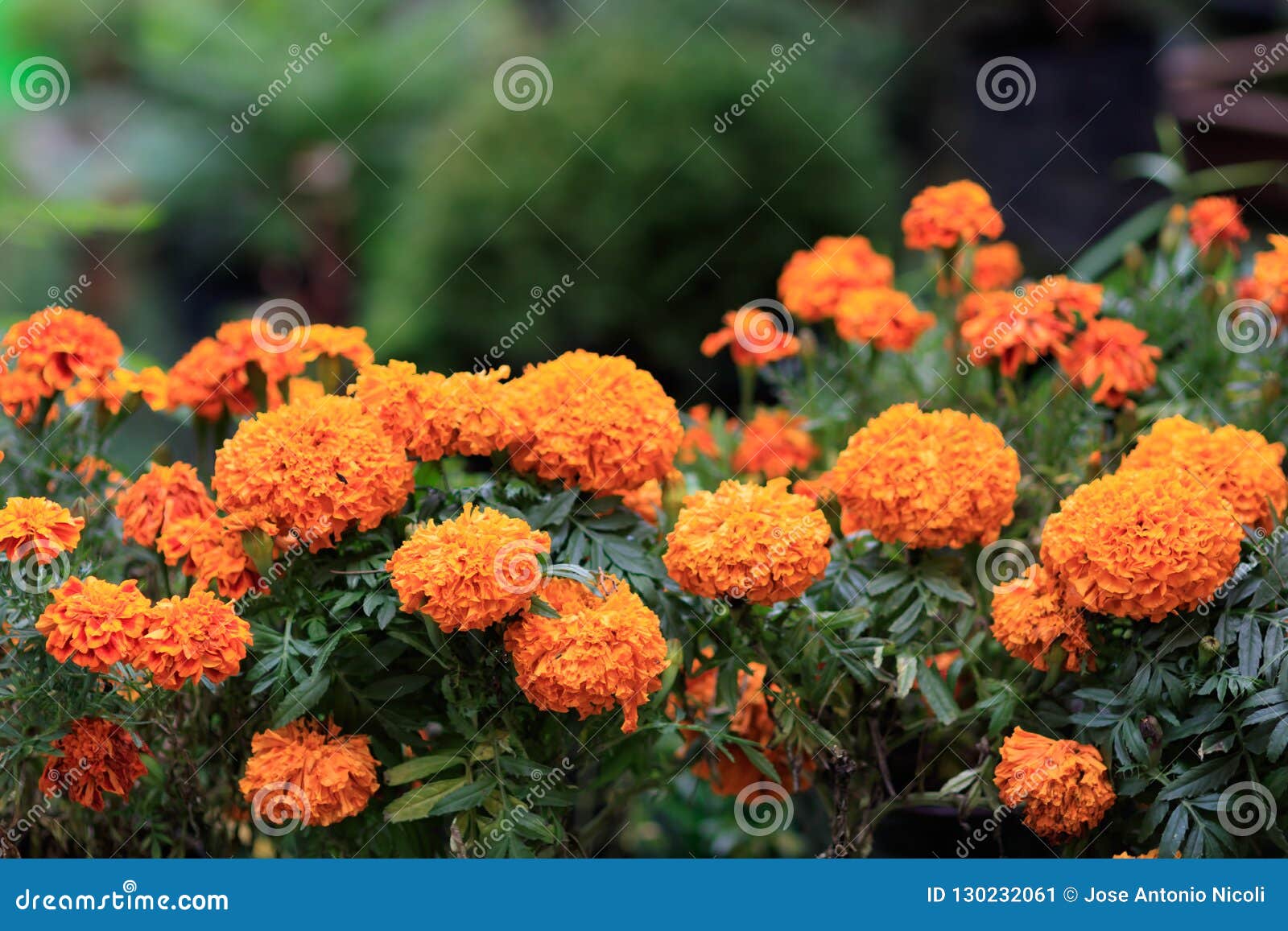 Cenpasuchitl or Zenpasuchitl. Flower of the Dead. Shallow Depth Editorial  Photo - Image of bloom, called: 130232061