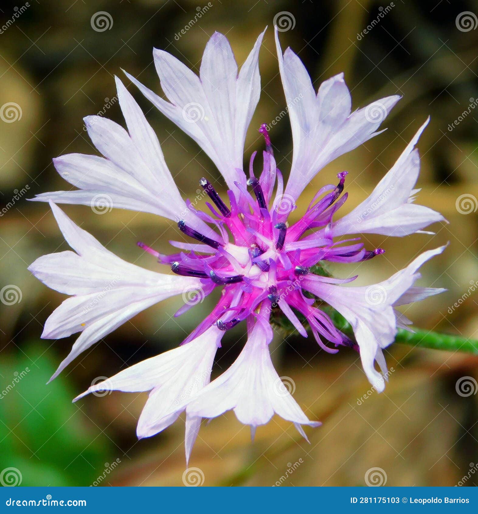 centaurea cyanus