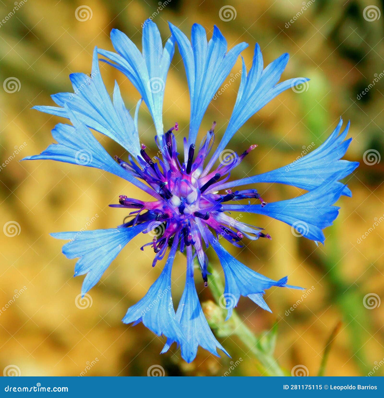 centaurea cyanus blue flower