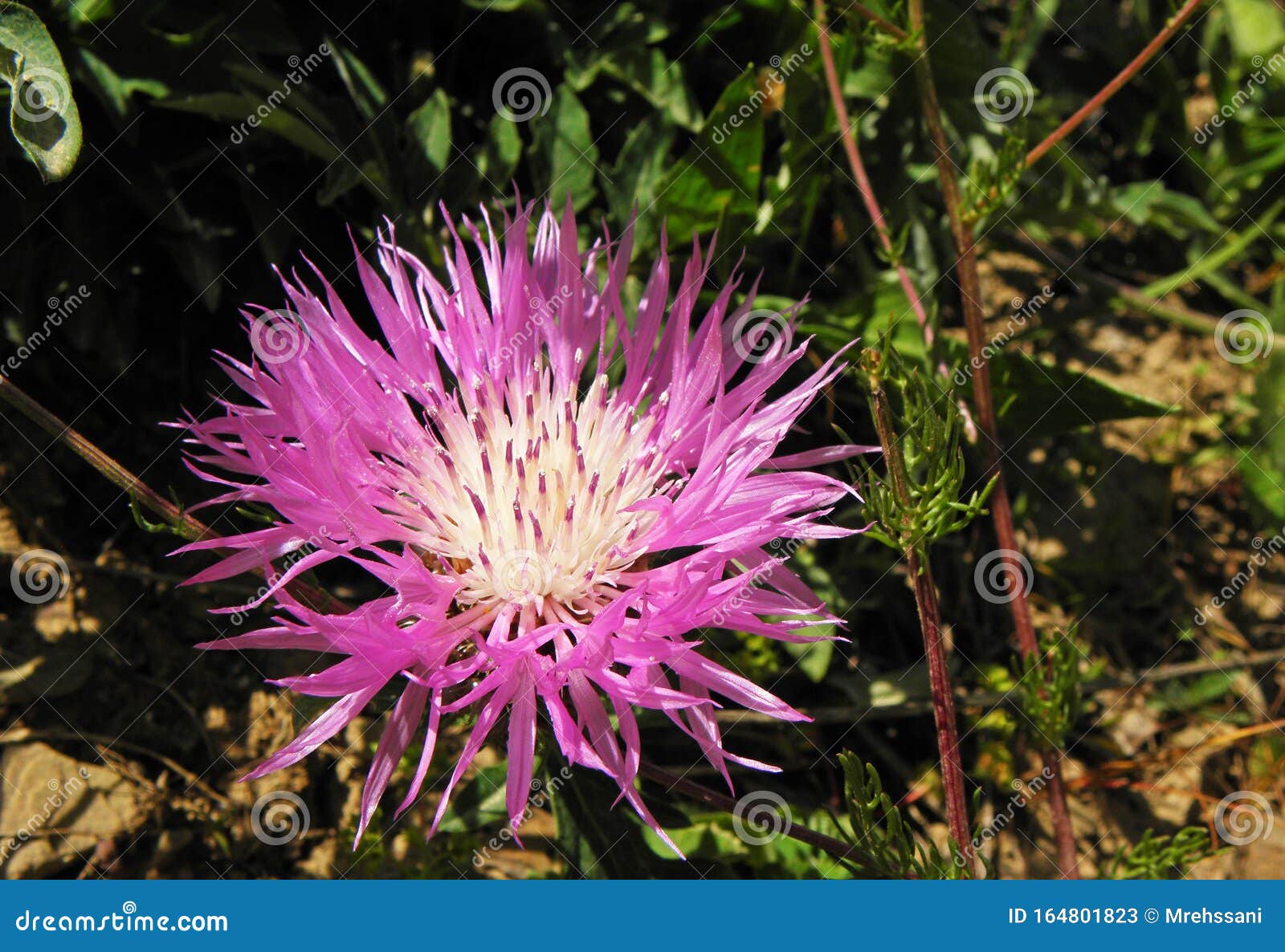 centaurea dealbata flower