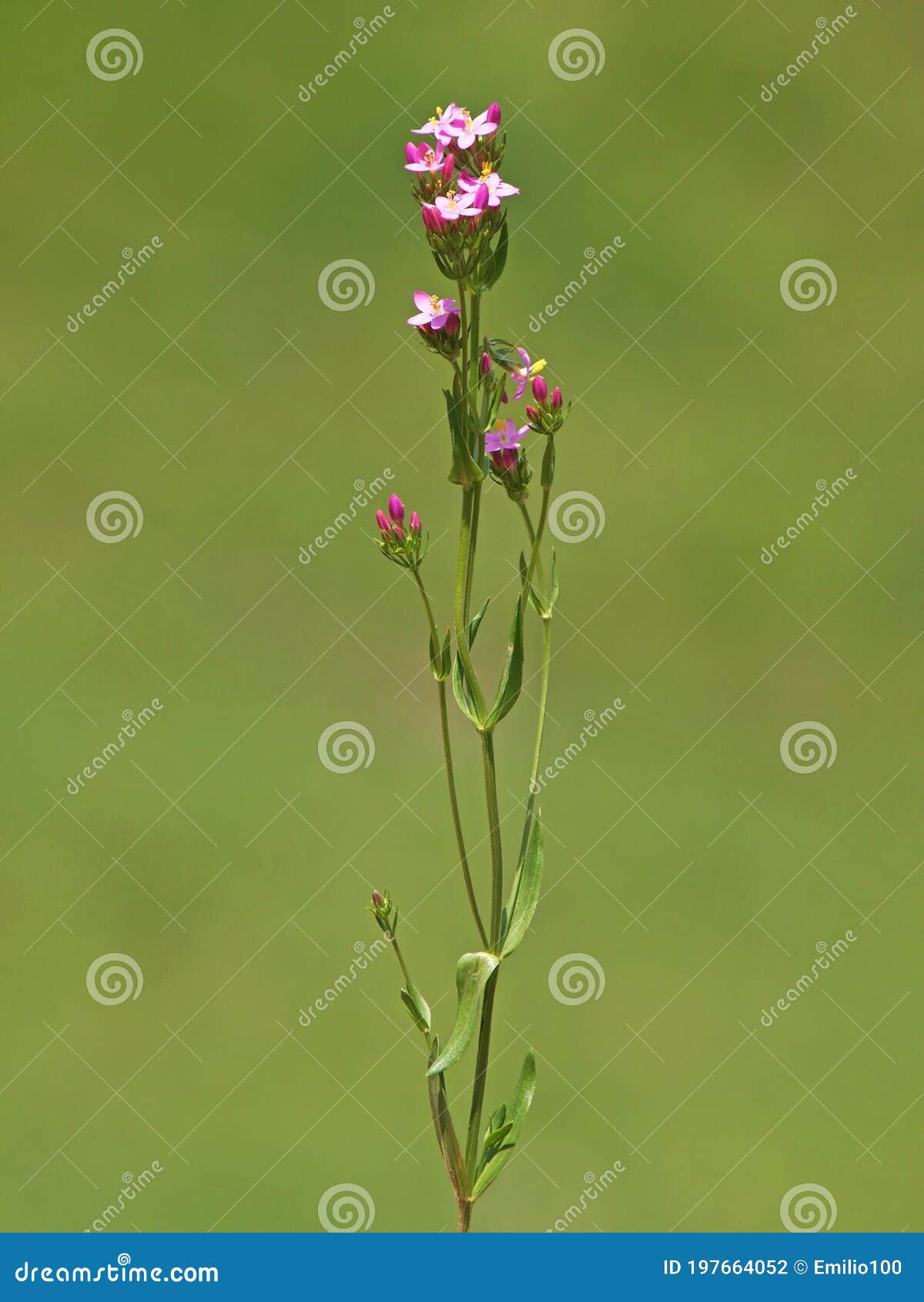 Centauro Comum Centauro Cor-de-rosa, Centauro De Flores De Prados