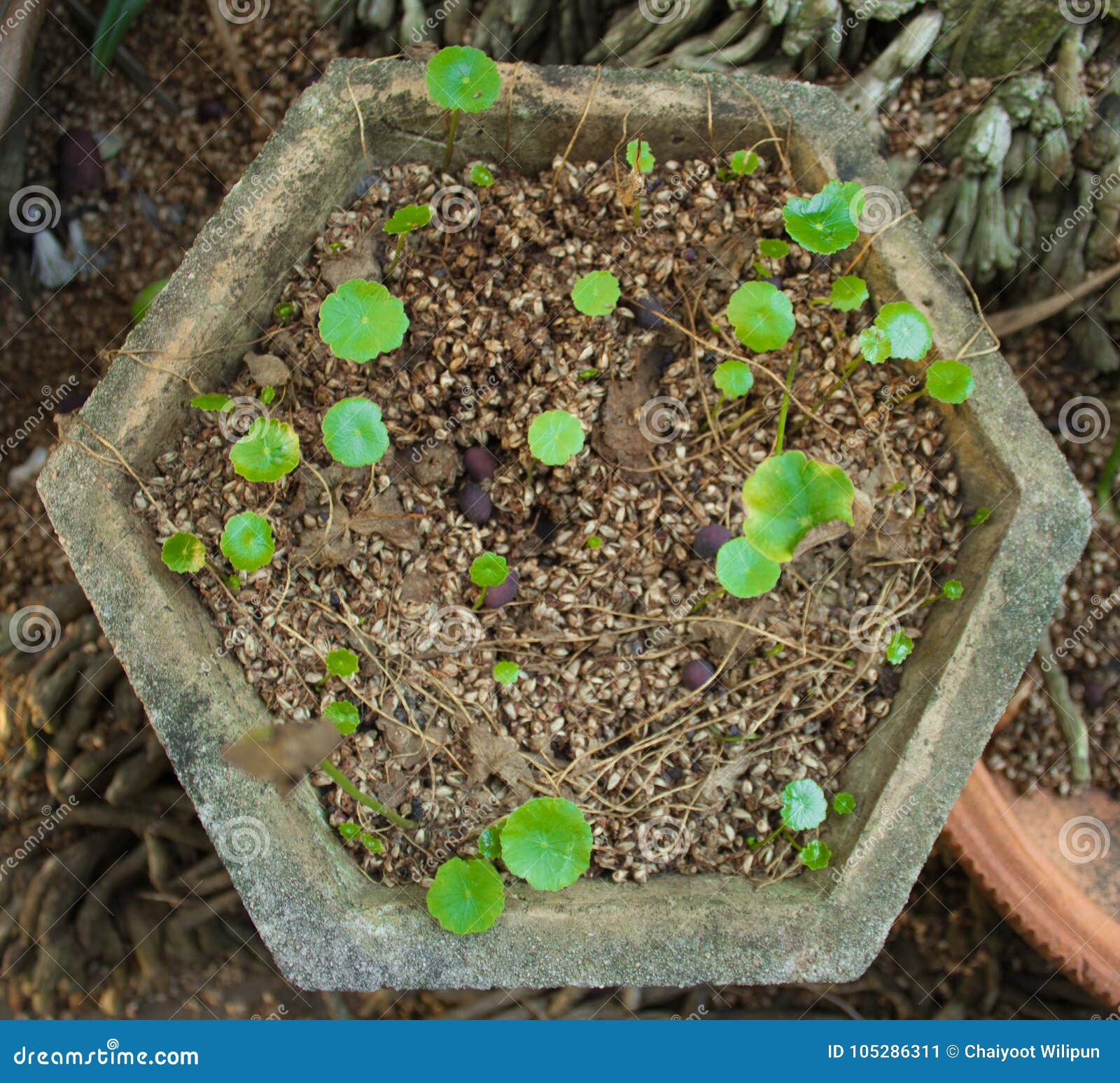 HATCHMATIC 200pcs Bonsai Home Garden Gotu kola Seeds High Germination Rate 
