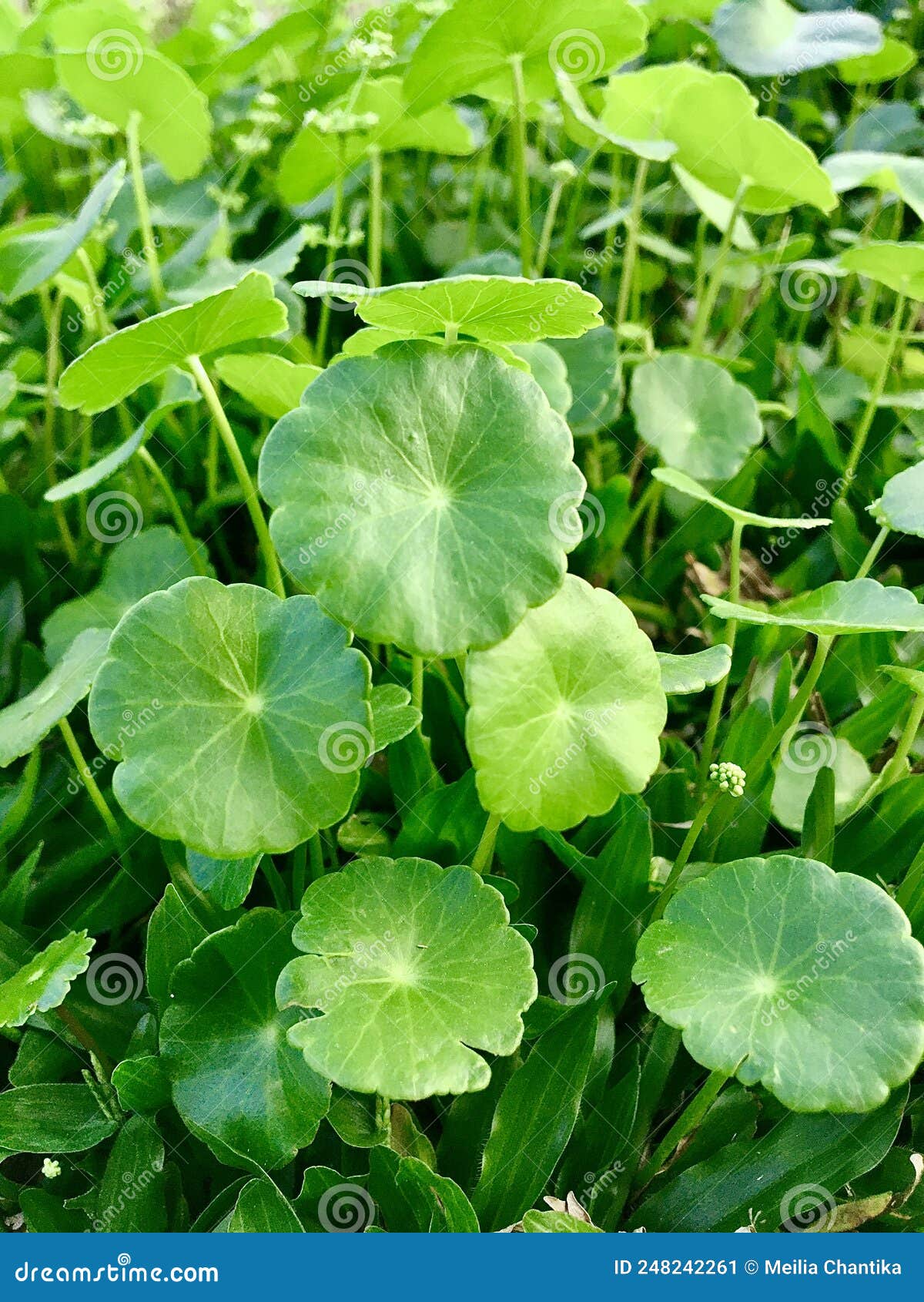 Centella asiatica stock image. Image of centella, garden - 248242261
