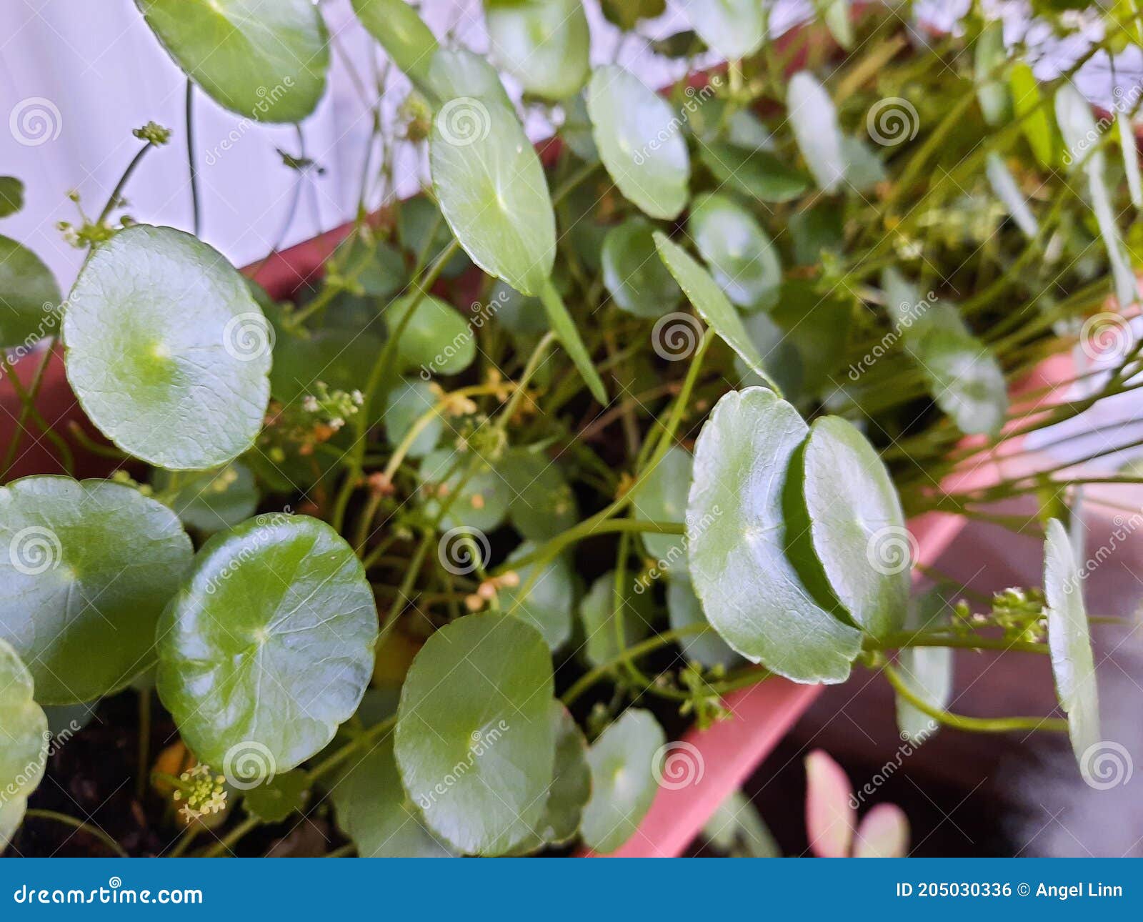 Centella the Umbrella Plant Stock Photo Image of food, wildflower